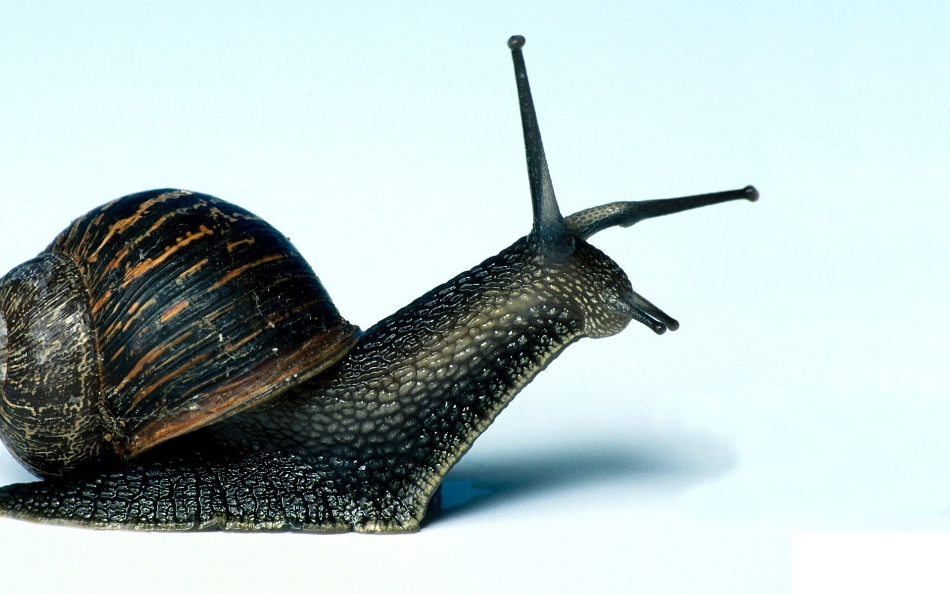 animal body part, animal Shell, animal wildlife, slug, slippery, no people, antennae, invertebrate, mollusk, boredom, small, snail, animal themes, animal Antenna, HD Wallpaper