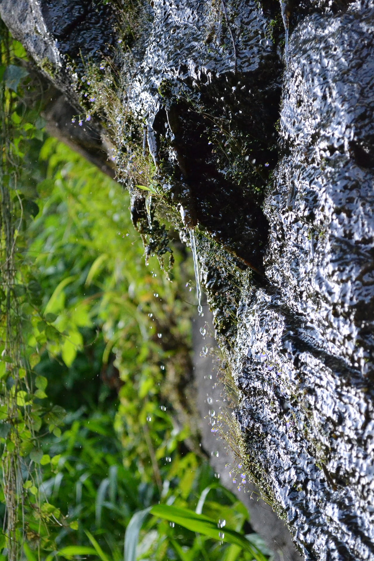 growth, bark, cool, outdoors, water, ceylon, mawanella, lichen, rock - object, trunk, day, tree, selective focus, plant, drip, tree trunk, solid, green color, Phone HD Wallpaper