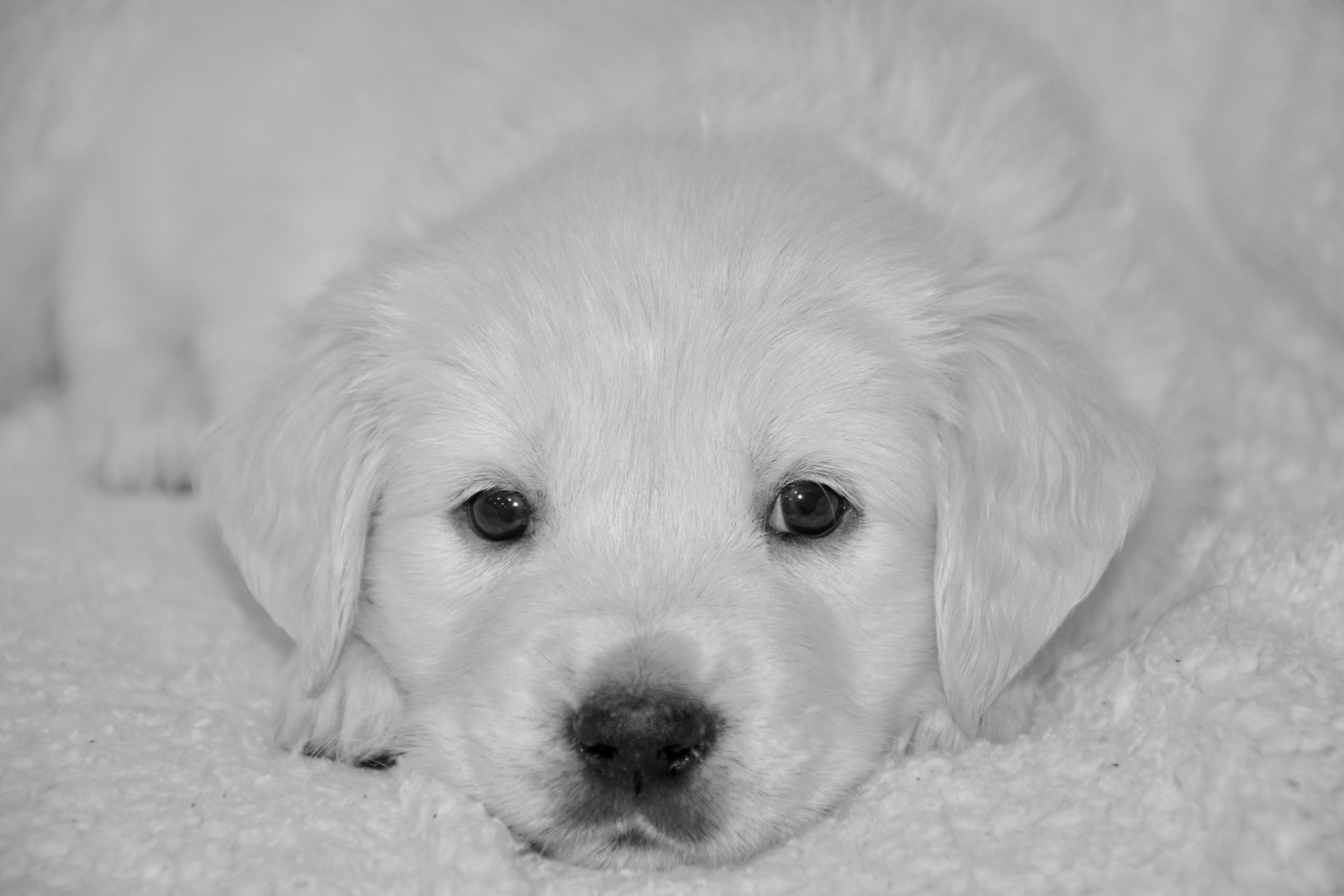 one animal, animal eye, indoors, small, puppy, domestic animals, photo black white, cute, bitch miss violet, focus on foreground, doggy, dog, animal, relaxation, HD Wallpaper