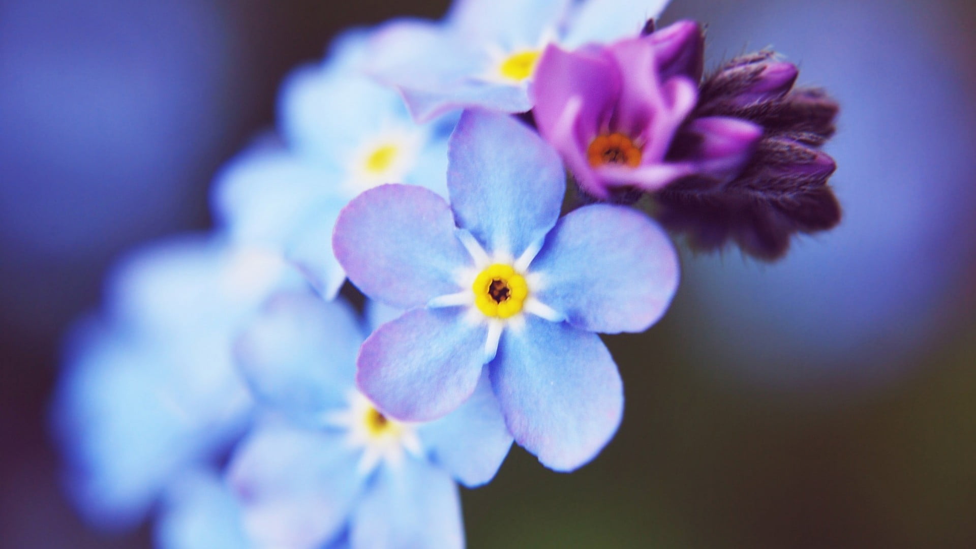 selective focus, blue, purple, flower head, close-up, plant, flowering plant, orchid, flowers, vulnerability, focus on foreground, no people, violet, beauty in nature, HD Wallpaper