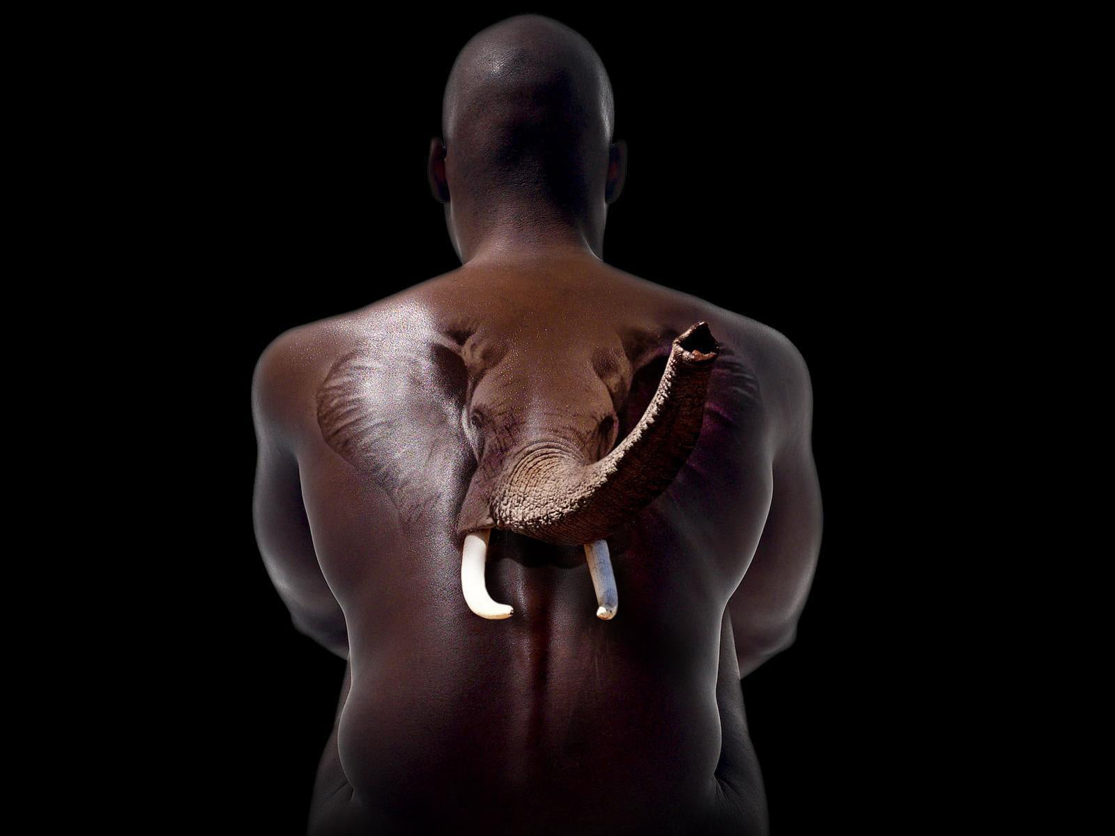isolated, sports Training, caucasian Ethnicity, men, lifestyles, human Muscle, strength, Male, standing, Elephant, rear view, studio Shot, holding, close-up, HD Wallpaper