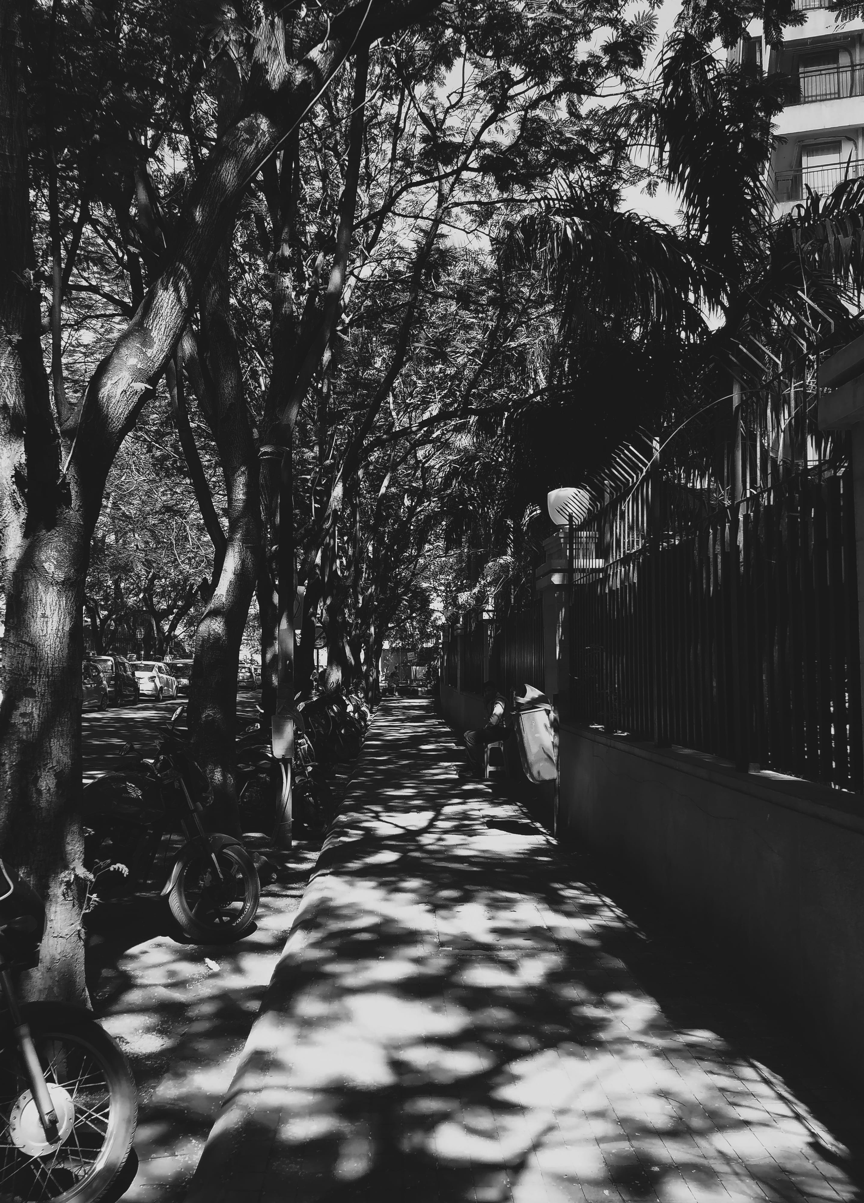 treelined, no people, branch, nature, direction, day, india, footpath, long, architecture, mumbai, tree trunk, growth, outdoors, trunk, city, the way forward, Phone HD Wallpaper