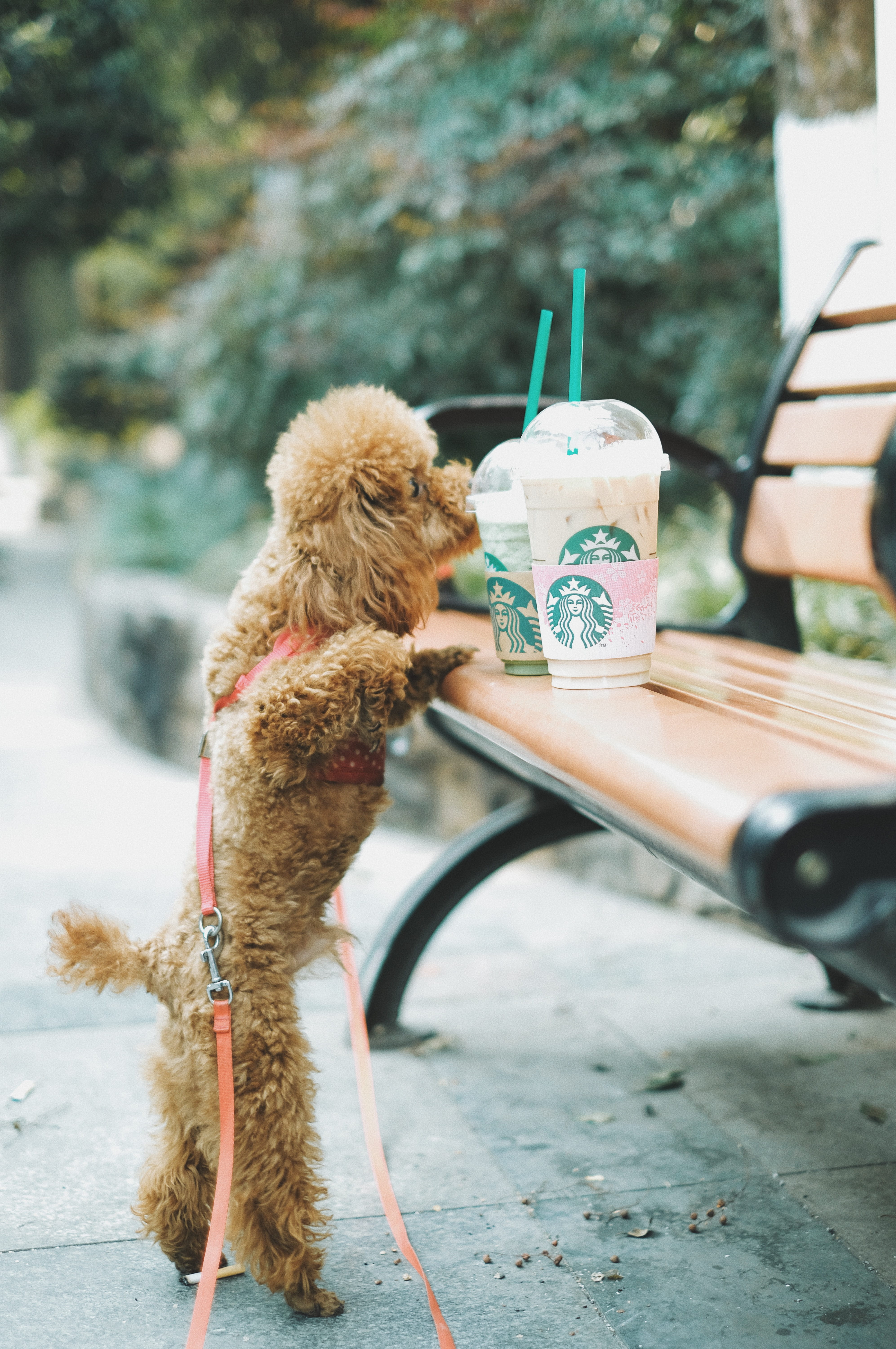 reaching, bench, wooden, animal, apricot, pet, domestic animals, focus on foreground, poodle, outdoors, day, animal themes, leash, puppy, starbucks, near, Phone HD Wallpaper
