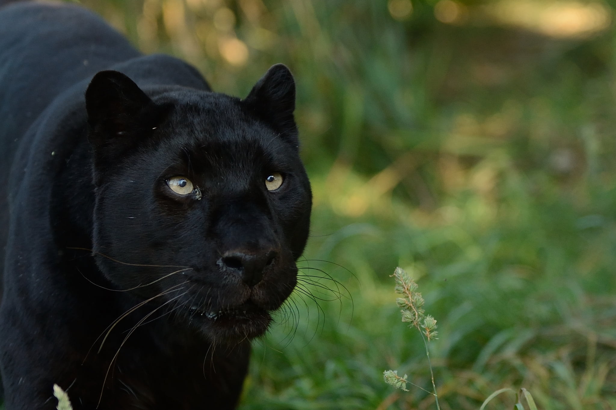 focus on foreground, muzzle, no people, animals In The Wild, animal head, outdoors, cute, panther, carnivore, animal body part, domestic animals, black Color, HD Wallpaper