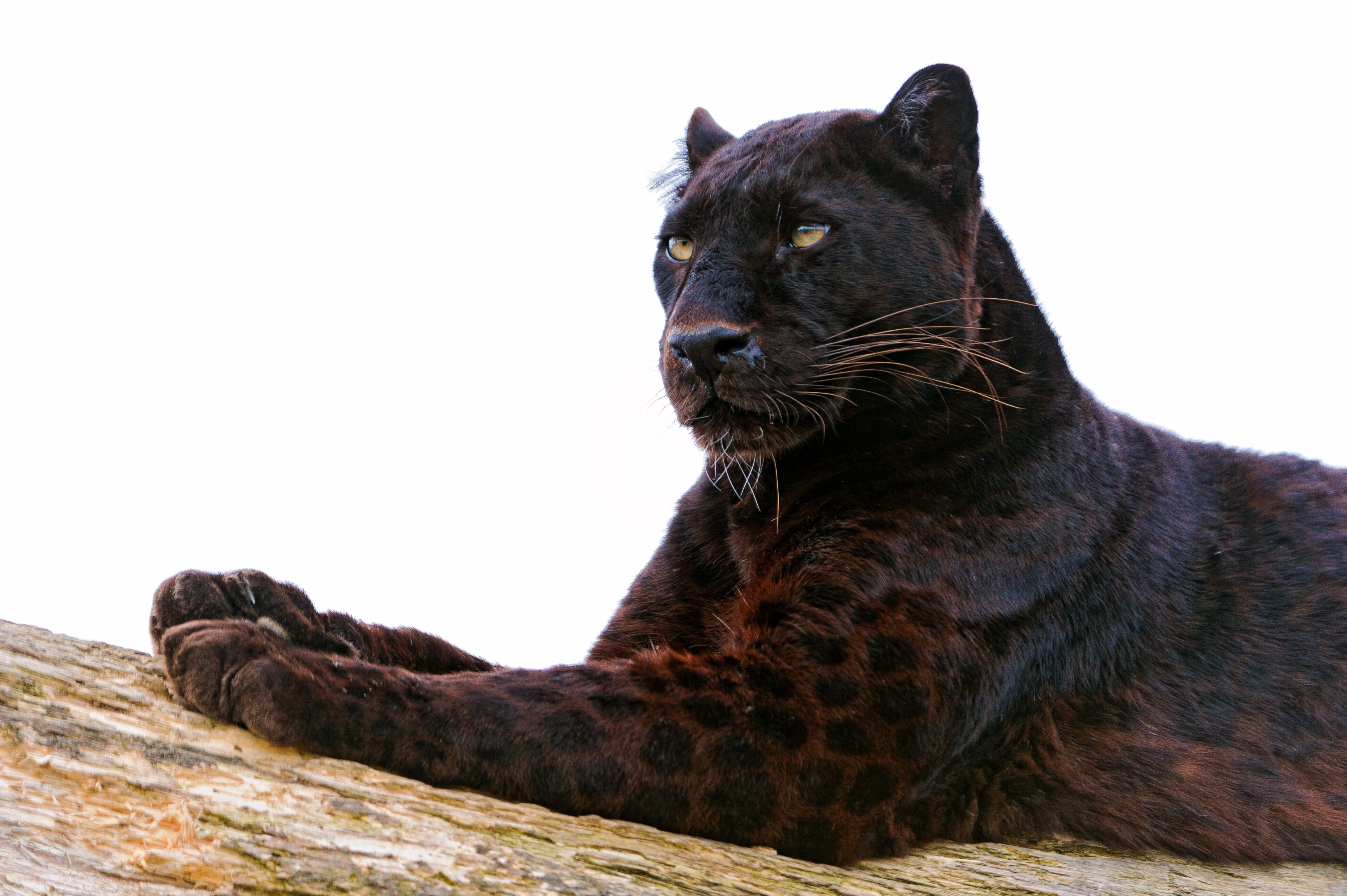 carnivora, no People, danger, close-up, large, black, mammal, day, copy space, looking, low angle view, undomesticated Cat, animal themes, panther, fur, HD Wallpaper