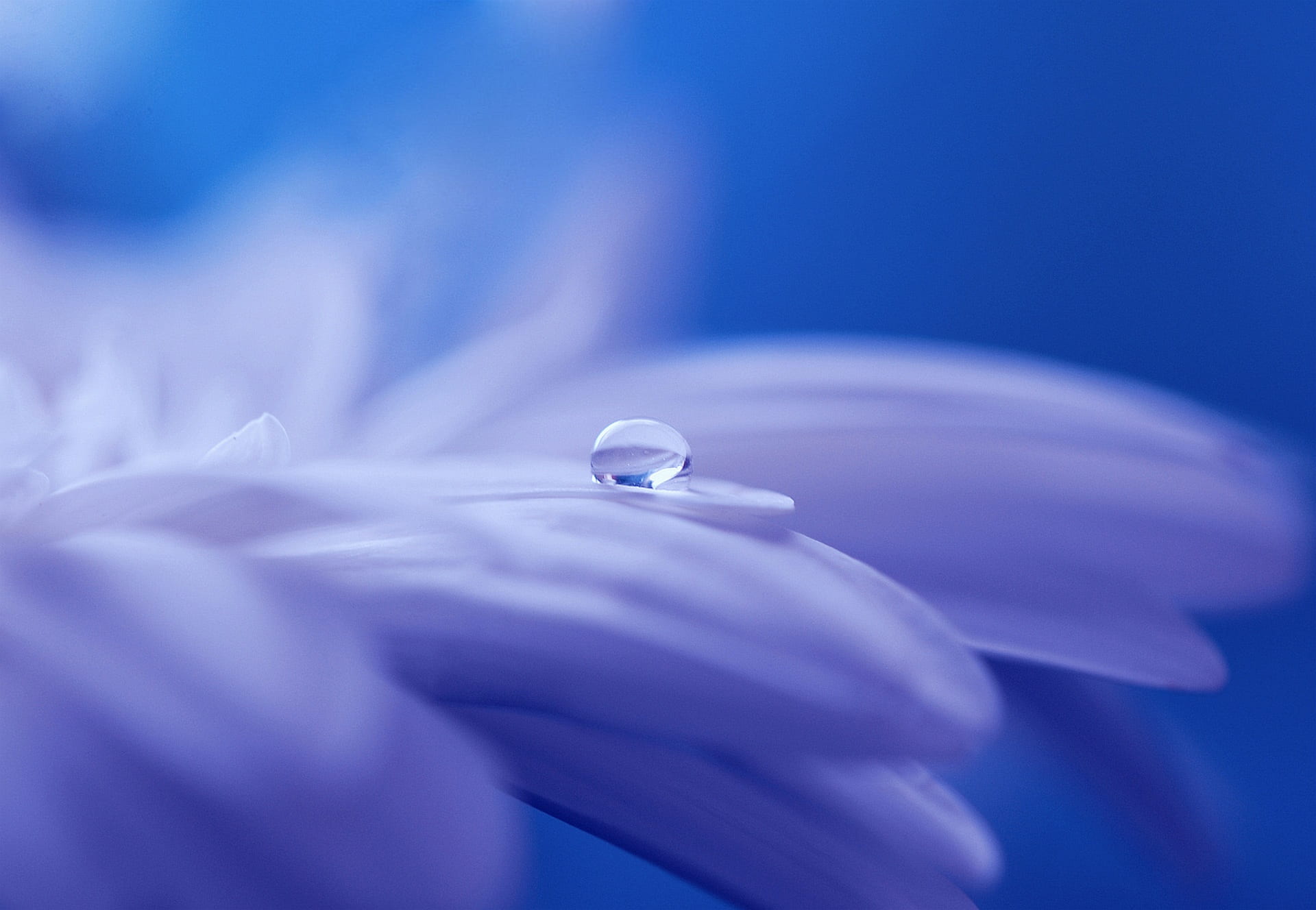 drip, small, bloom, plant, drop, dewdrop, gerbera, human hand, blossom, indoors, flower, vulnerability, microscopic, softness, close, blue background, petals, HD Wallpaper
