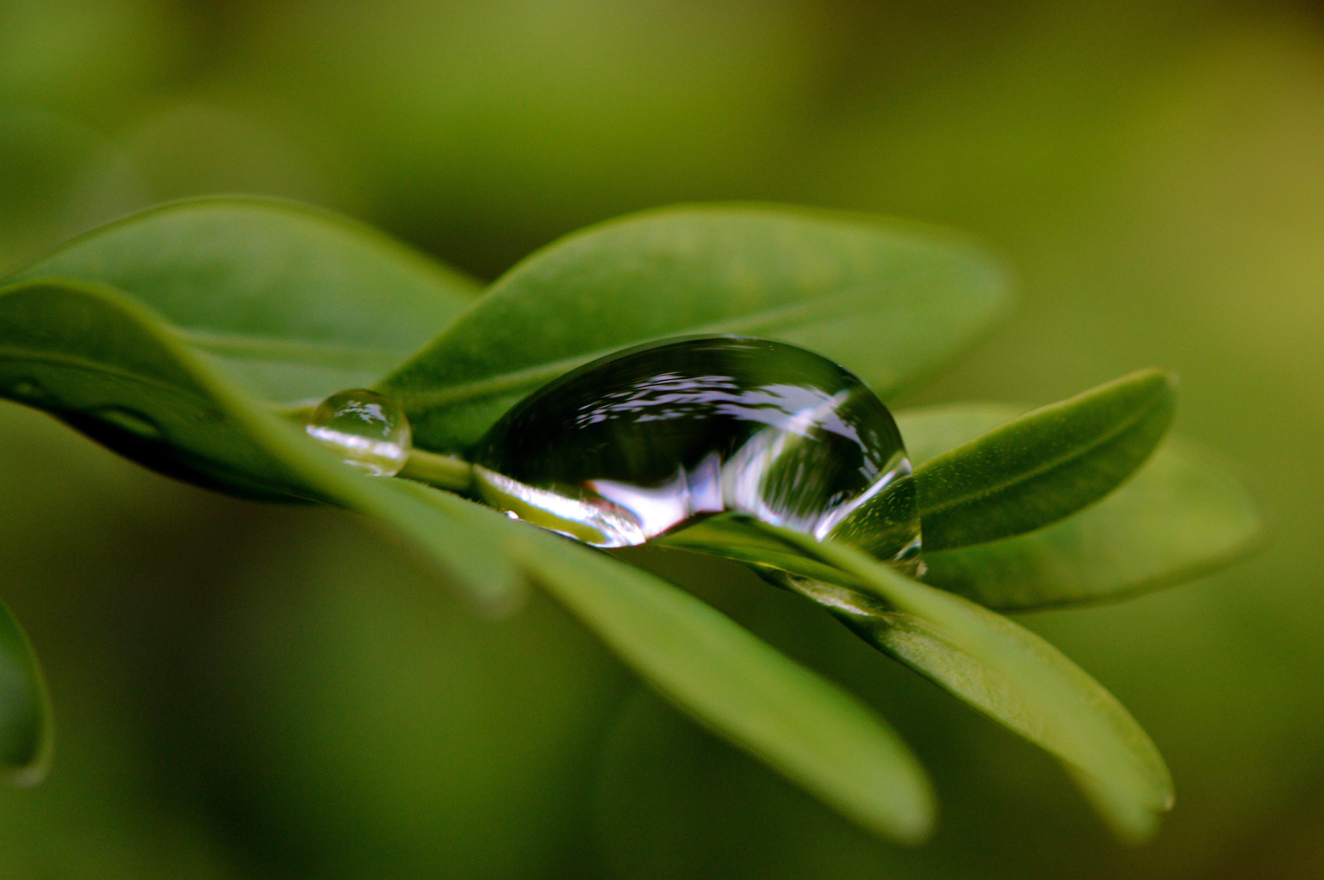 green color, dew, beauty in nature, vulnerability, drop, close, nature, close-up, plant part, freshness, fragility, flower, selective focus, 4K, flowering plant, HD Wallpaper