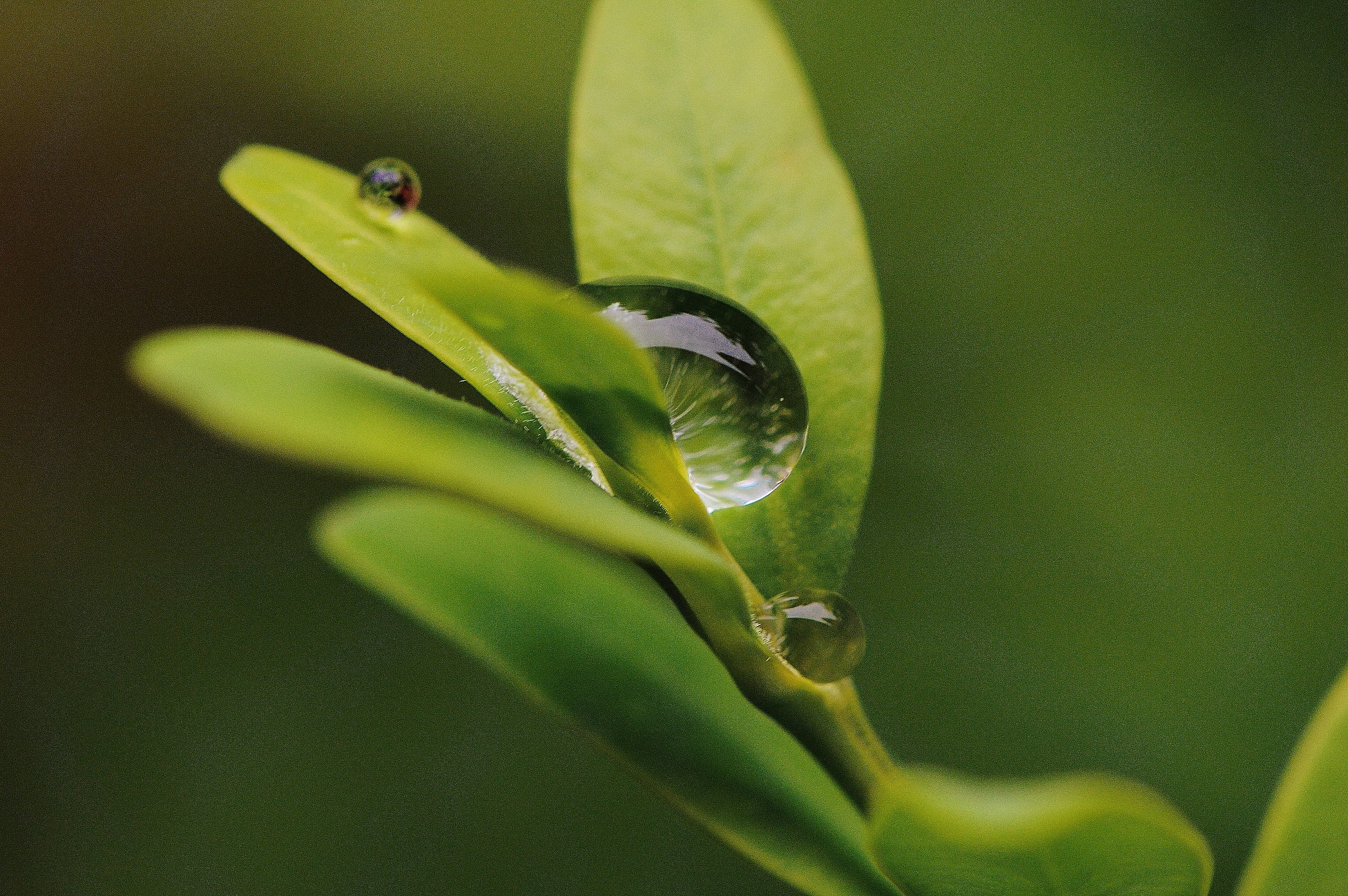 hookah, water, close, growth, day, vertebrate, drip, animals in the wild, invertebrate, selective focus, one animal, animal, raindrop, animal themes, wet, HD Wallpaper