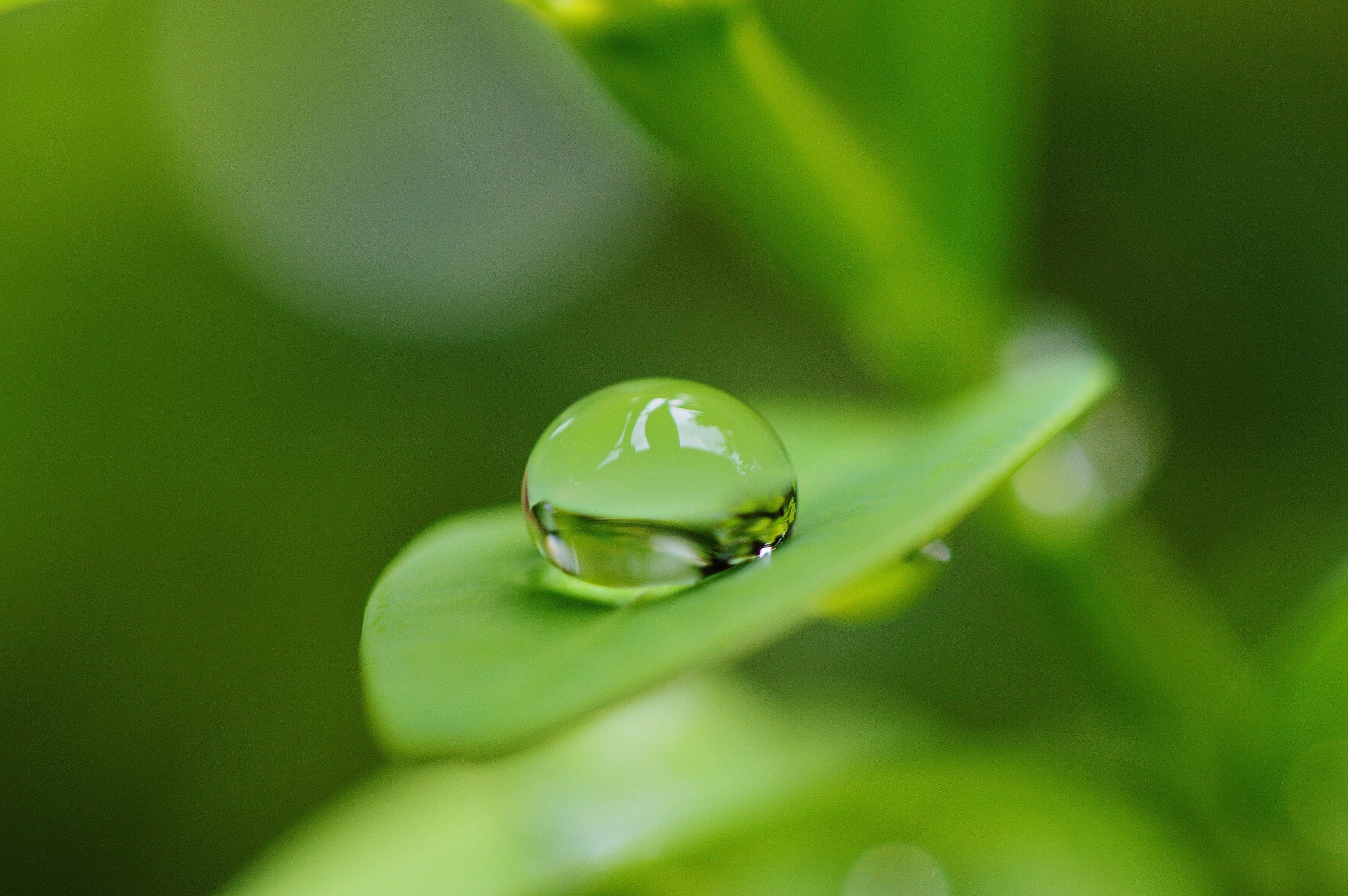 animal themes, vulnerability, close, Water, no people, freshness, focus on foreground, growth, rain, Leaf, outdoors, purity, wet, green, fragility, Drip, HD Wallpaper