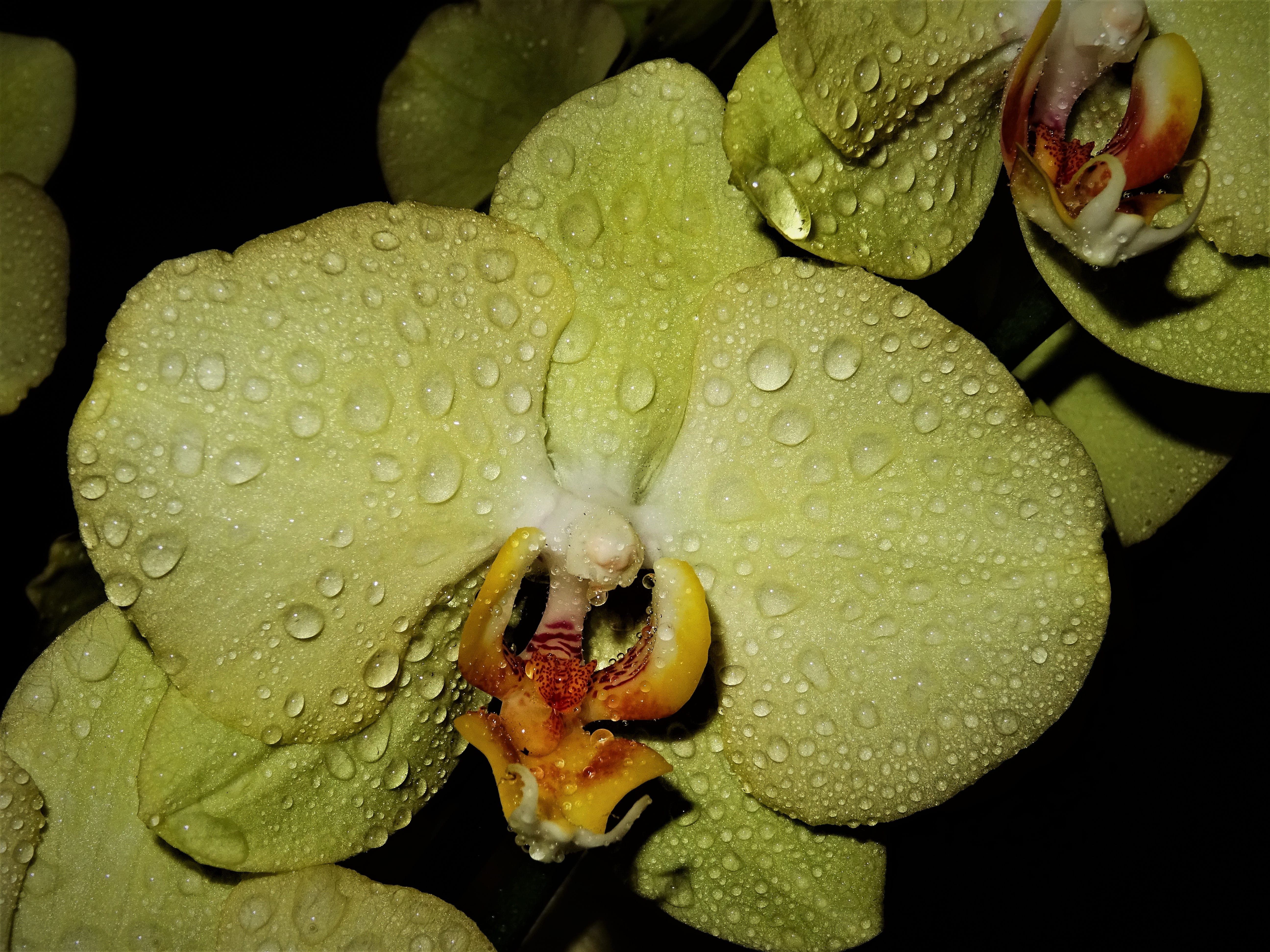 petal, color, orchids, leaves, plant, bloom, vulnerability, close up, pearl, water, drop, flowering plant, no people, flower, nature, hookah, drip, 5K, HD Wallpaper