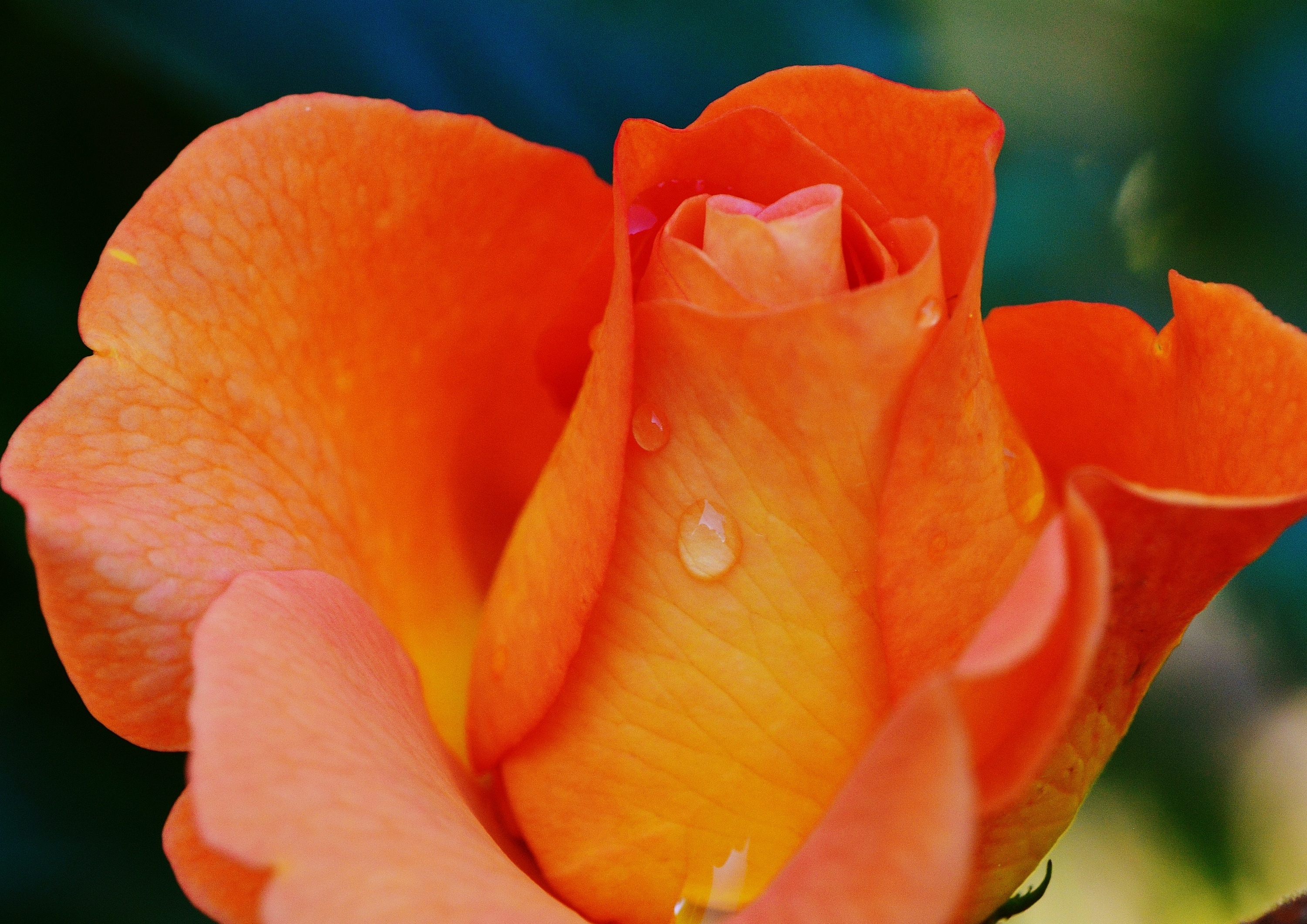 plant, freshness, inflorescence, drop of water, close-up, orange color, day, pollen, growth, beauty in nature, flowering plant, flower, drop, beautiful, HD Wallpaper