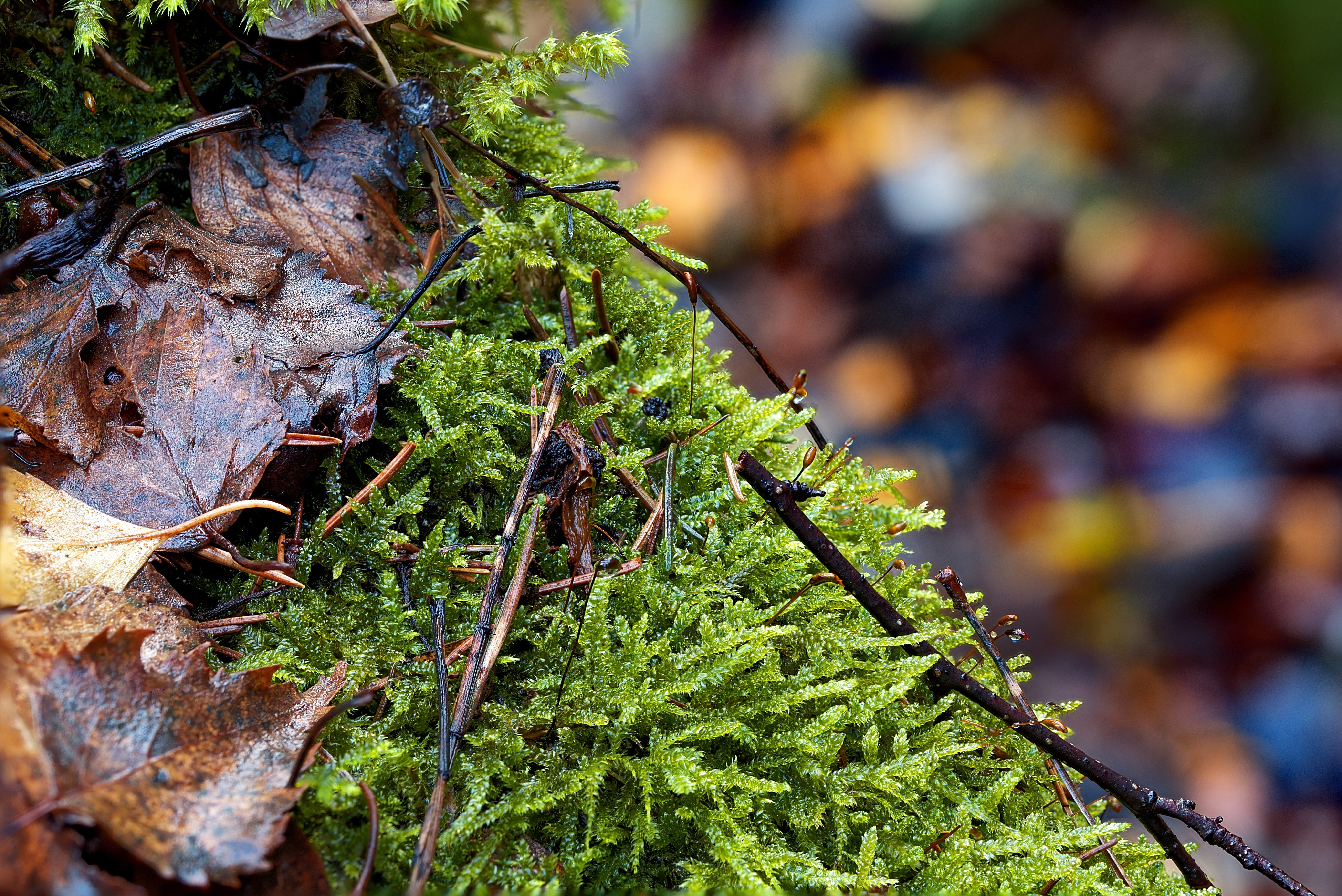 water, bank, autumn, beauty in nature, leaf, green color, focus on foreground, growth, environment, selective focus, plant, macro photography, tree, moss, HD Wallpaper