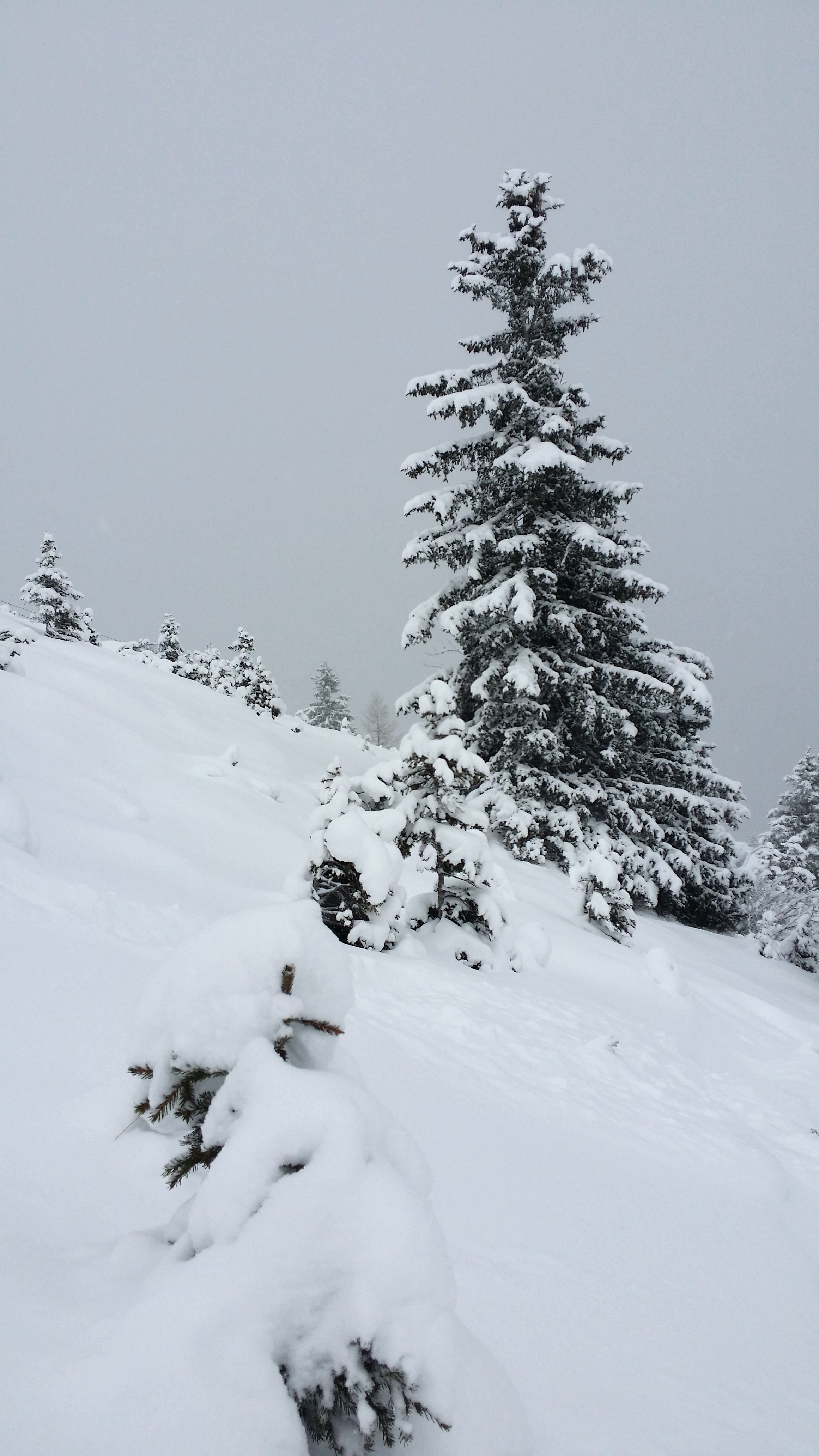 mountain, beauty in nature, snowcapped mountain, snow landscape, backcountry skiiing, field, 4K, land, winter, pine tree, austria, deep snow, off the slopes, Phone HD Wallpaper