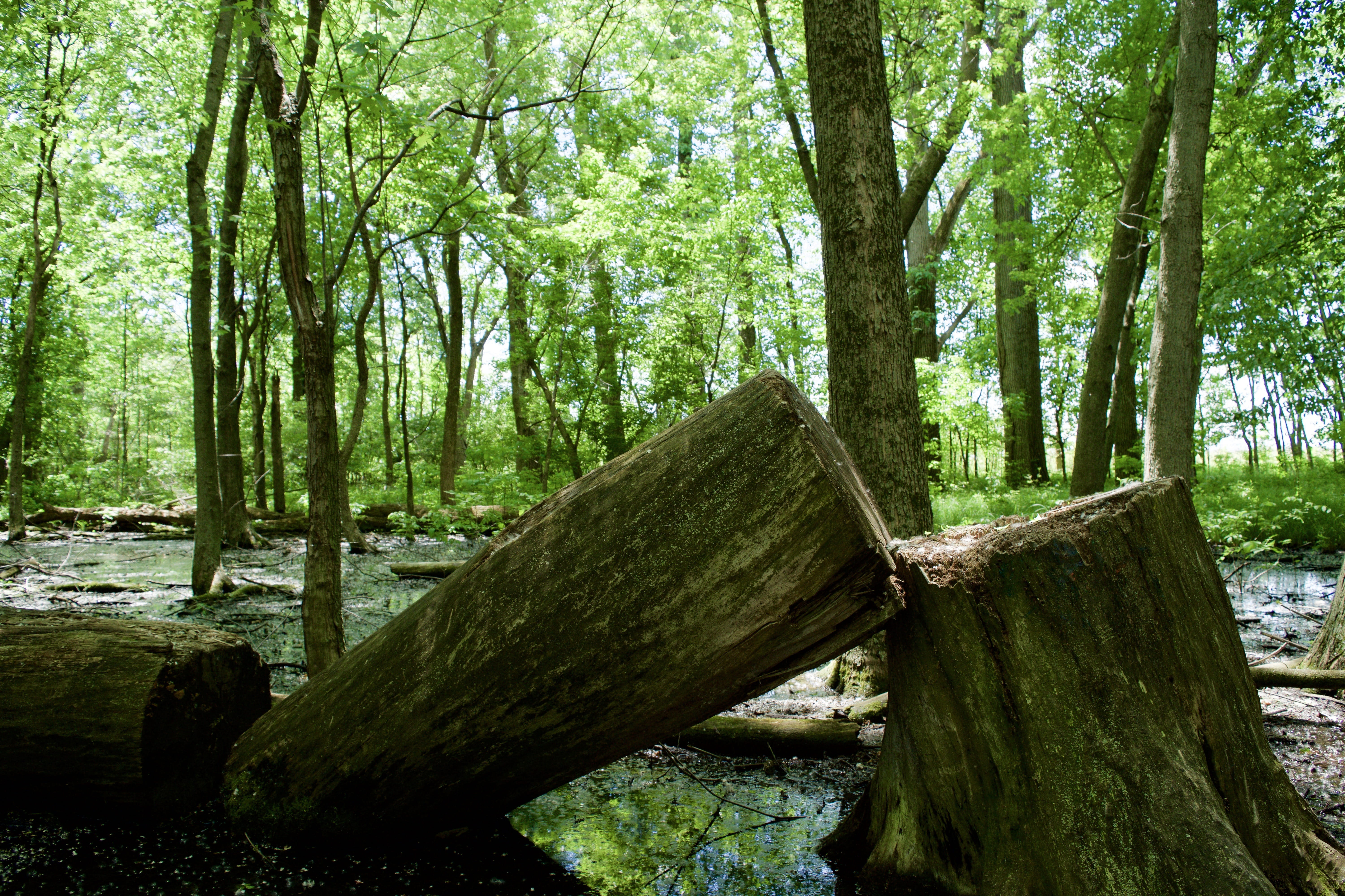 nature, Down, bark, tranquility, Forest, woodland, plant, land, scenics - nature, down tree, Cutting, 5K, green color, wood - material, Tree, outdoors, HD Wallpaper