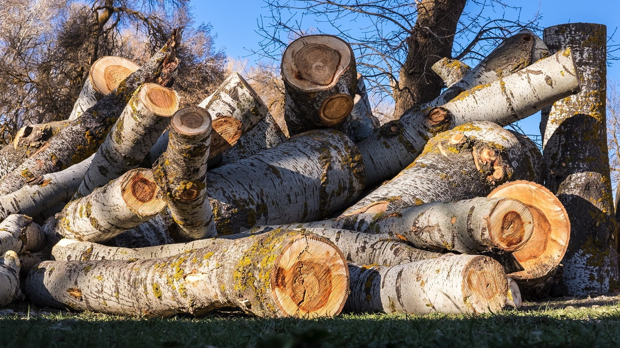 log, stack, forest, outdoors, metal, no people, 1080P, day, old, land, large group of objects, abandoned, timber, deforestation, plant, nature, wood, tree, HD Wallpaper