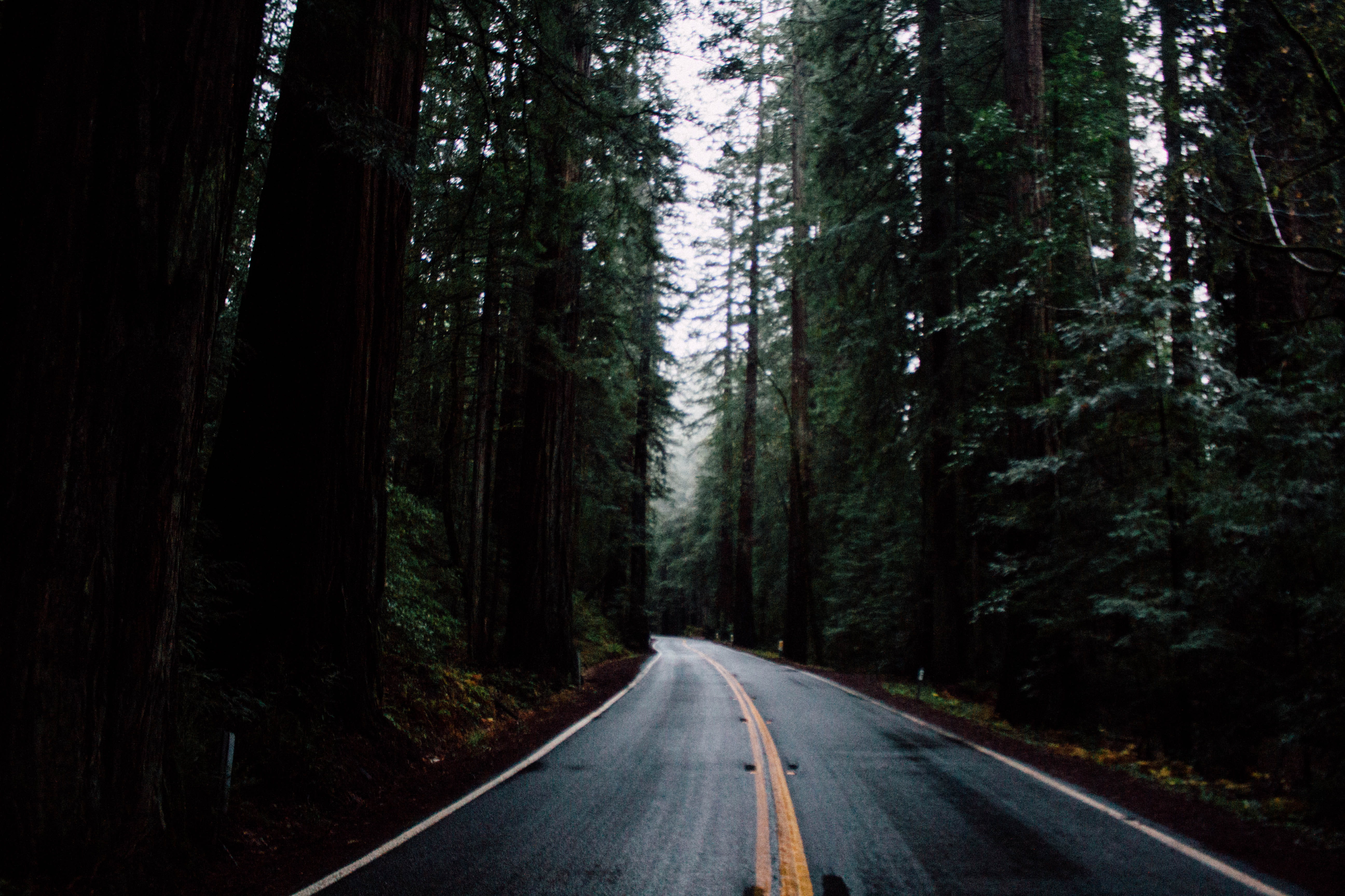 diminishing perspective, tranquility, dividing line, transportation, Road to Nowhere, daytime, nature, tree trunk, trees, travel, curve, pine woodland, HD Wallpaper