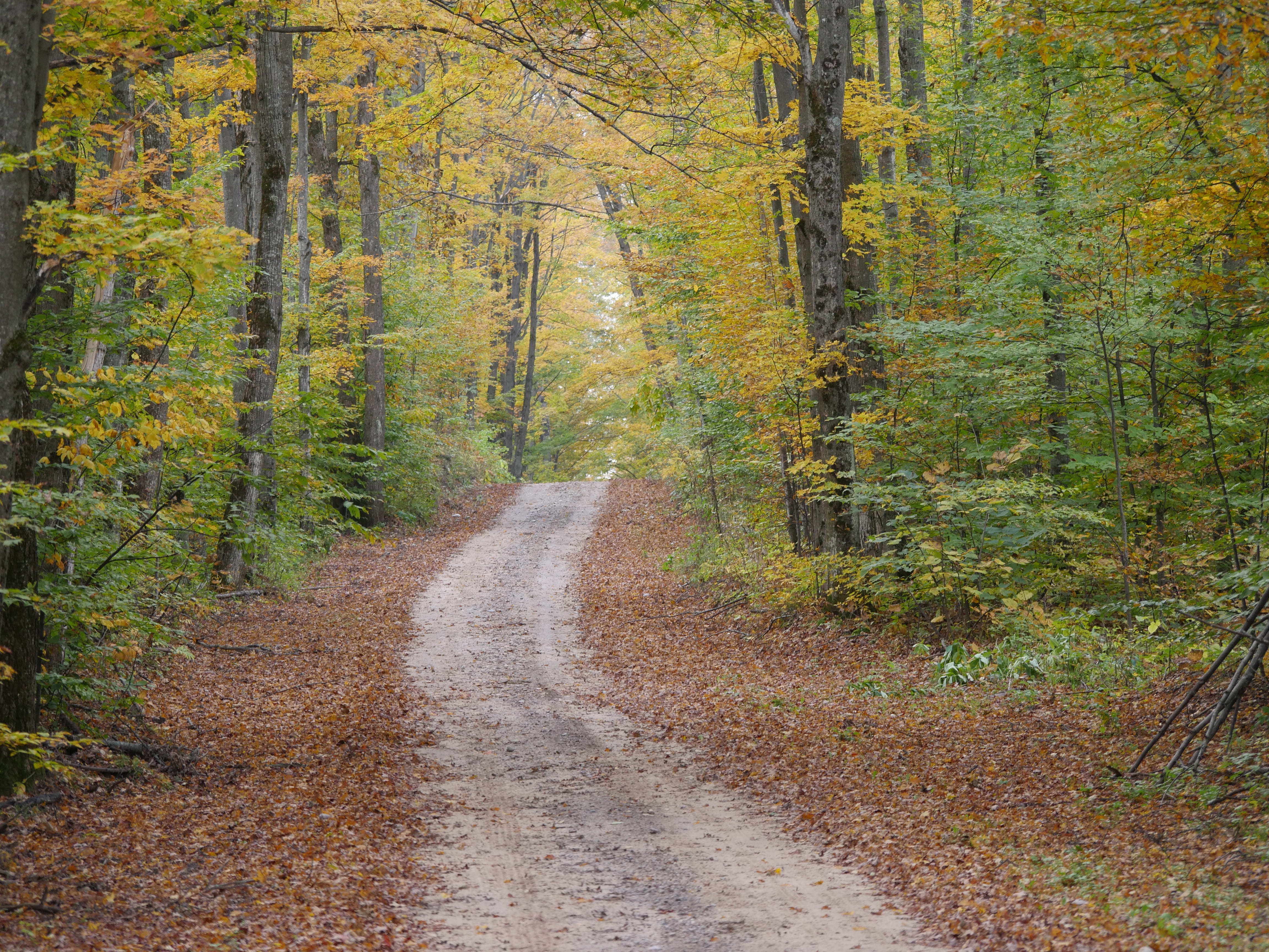 michigan fall, pine woodland, outdoors, pine tree, inviting, 4K, change, brown, diminishing perspective, mood, fall foilage, autumn, tranquil scene, yellow, HD Wallpaper