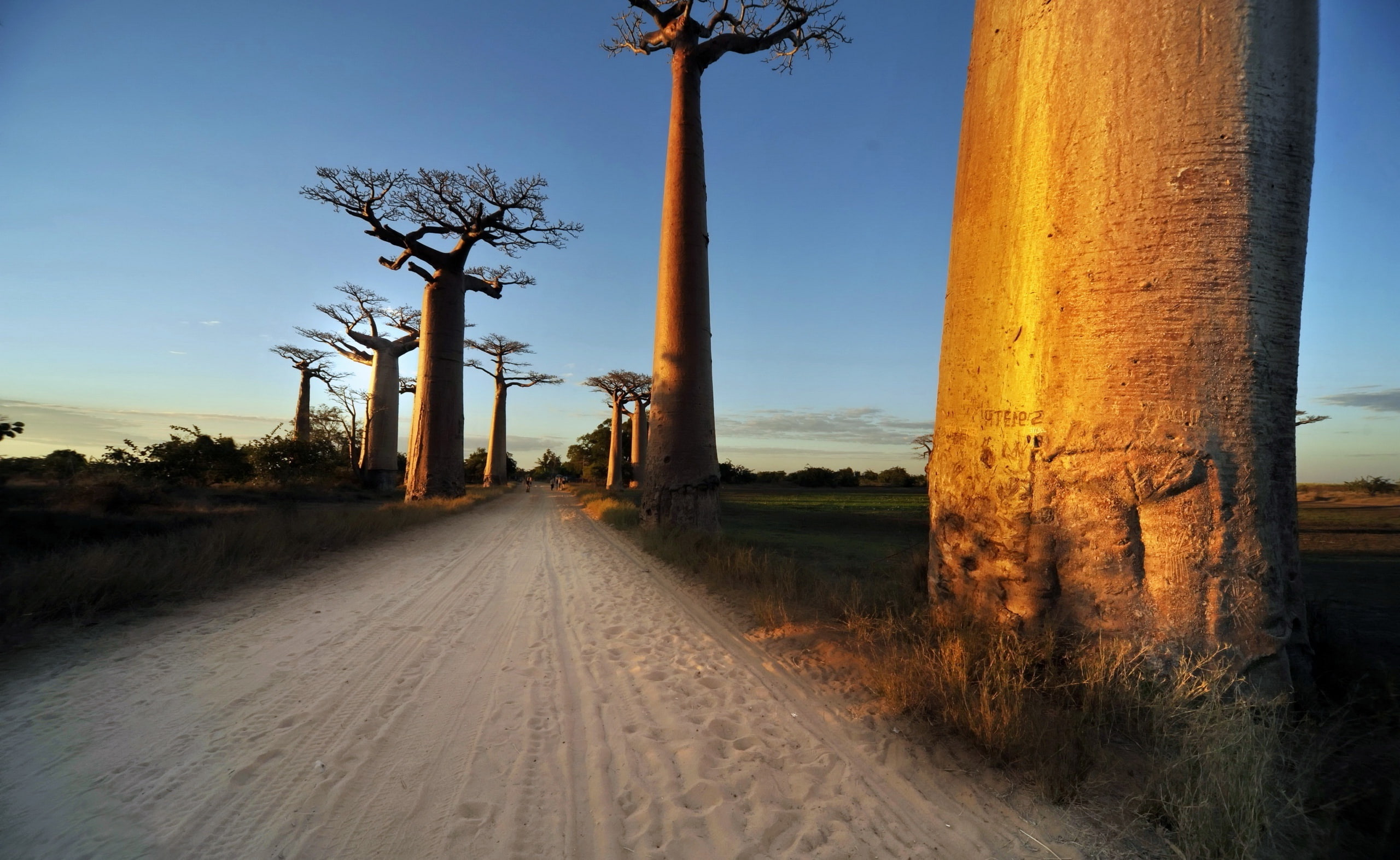 plant, tree, transportation, day, Road, baubob, diminishing perspective, no people, Baobab, direction, Landscape, Photography, vanishing point, 2K, clear sky, HD Wallpaper