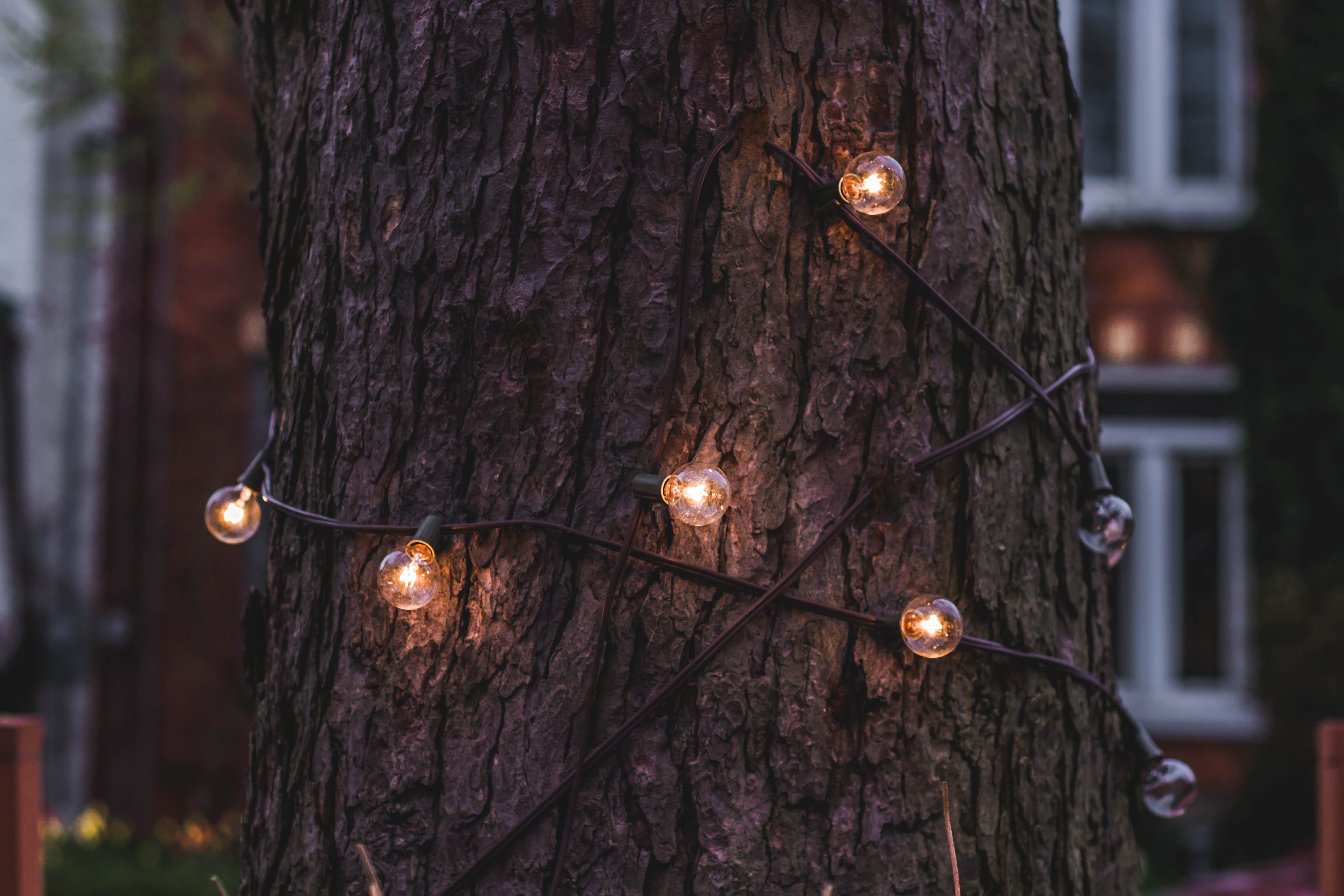 day, light, outdoors, string, lights, city, no people, in a row, lantern, close-up, around, night, cable, lighting Equipment, electricity, tree trunk, electric Lamp, HD Wallpaper