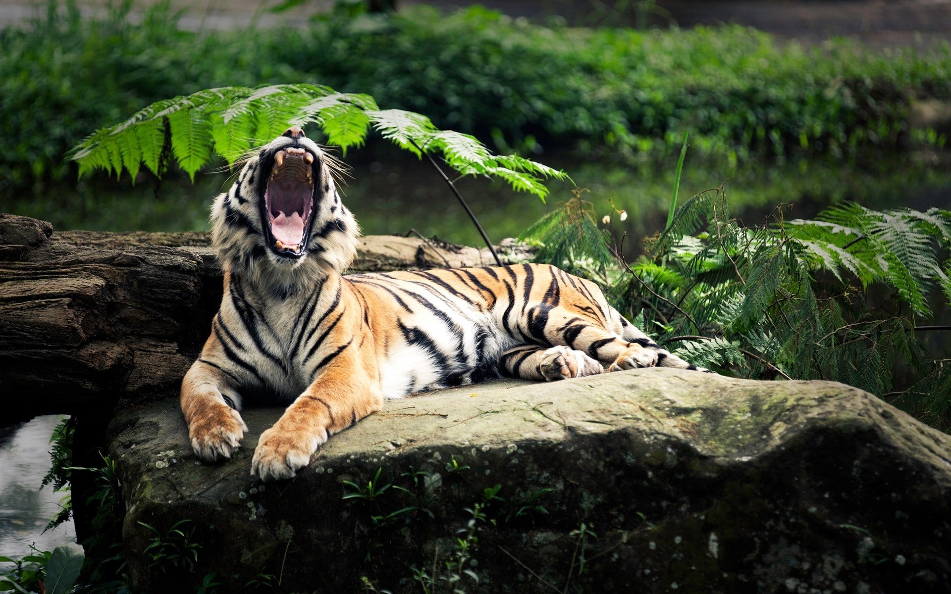 1080P, open mouth, tiger, big cats, animals, yawning, depth of field, nature, HD Wallpaper