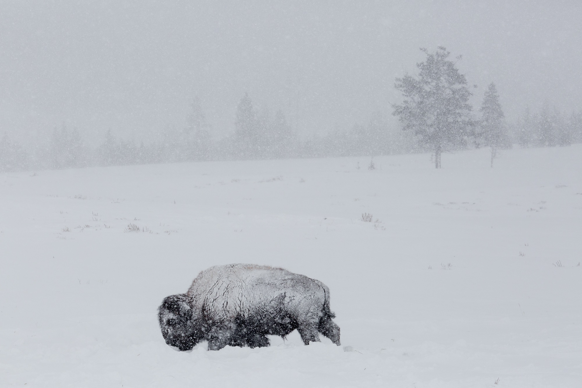 national park, bison, plant, animal, snowcapped mountain, mammal, cold temperature, winter, brown, day, snowing, prairie, 1080P, environment, cold, no people, HD Wallpaper