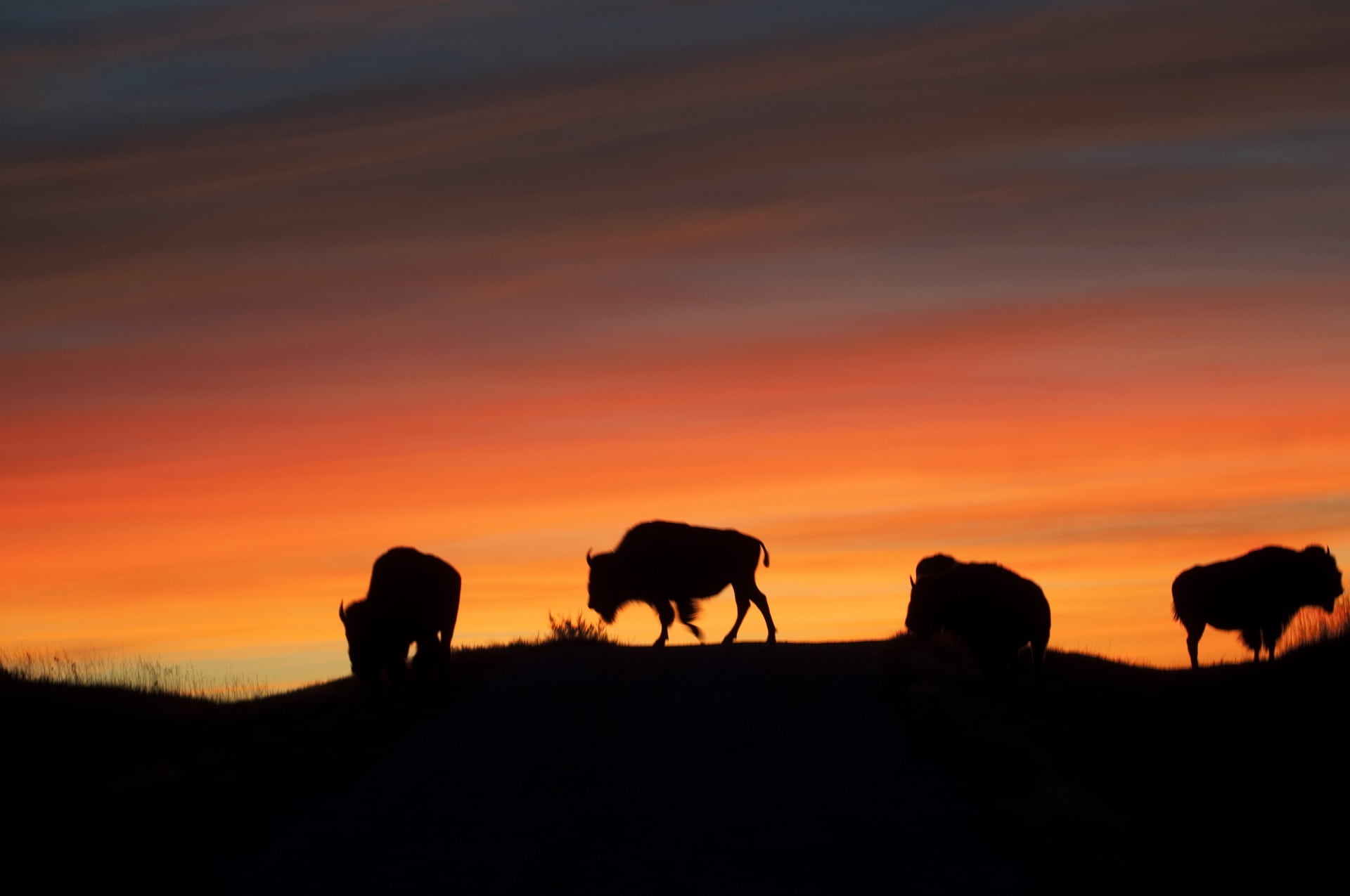 icon, bison, walking, livestock, beasts, pets, animal wildlife, national park, mammals, domestic animals, colorful, outdoors, animals in the wild, silhouettes, HD Wallpaper