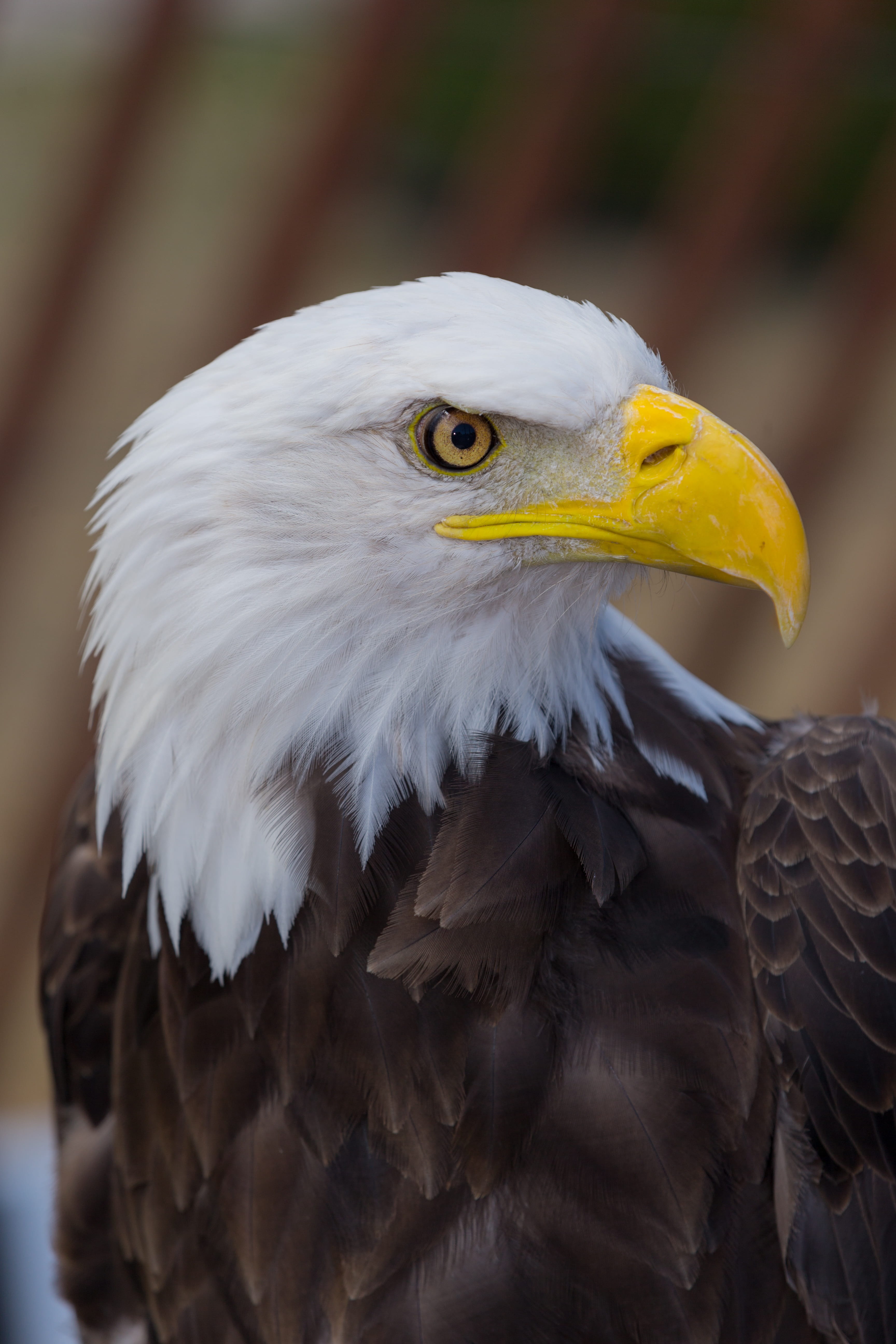 american, beak, predator, animal wildlife, bald eagle, icon, symbol, power, one animal, 5K, wild, animals in the wild, eagle - bird, close-up, hawk, focus on foreground, Phone HD Wallpaper