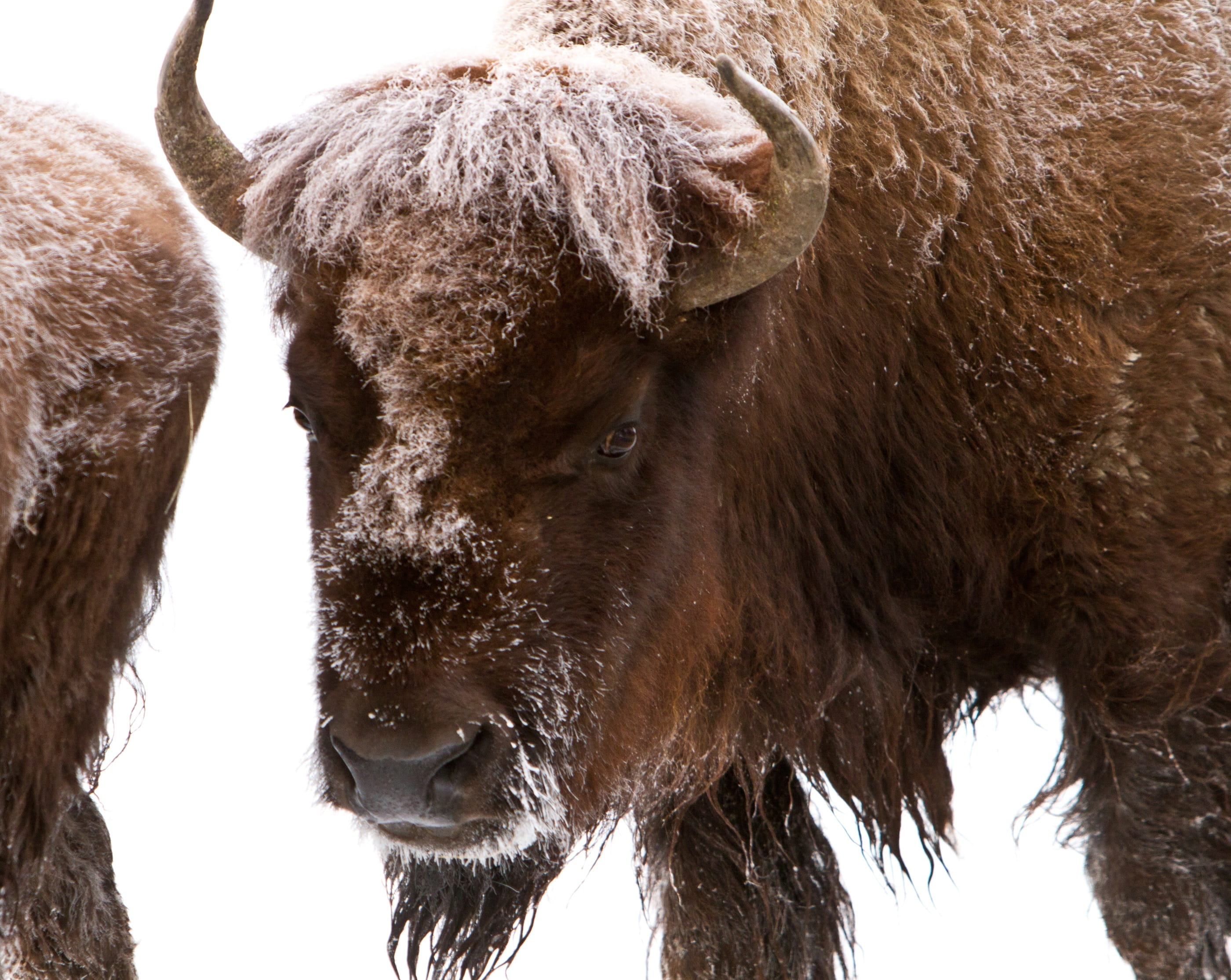 herbivorous, american, nature, animals in the wild, buffalo, pets, animal themes, mammal, vertebrate, brown, close-up, no people, cold, domestic animals, HD Wallpaper