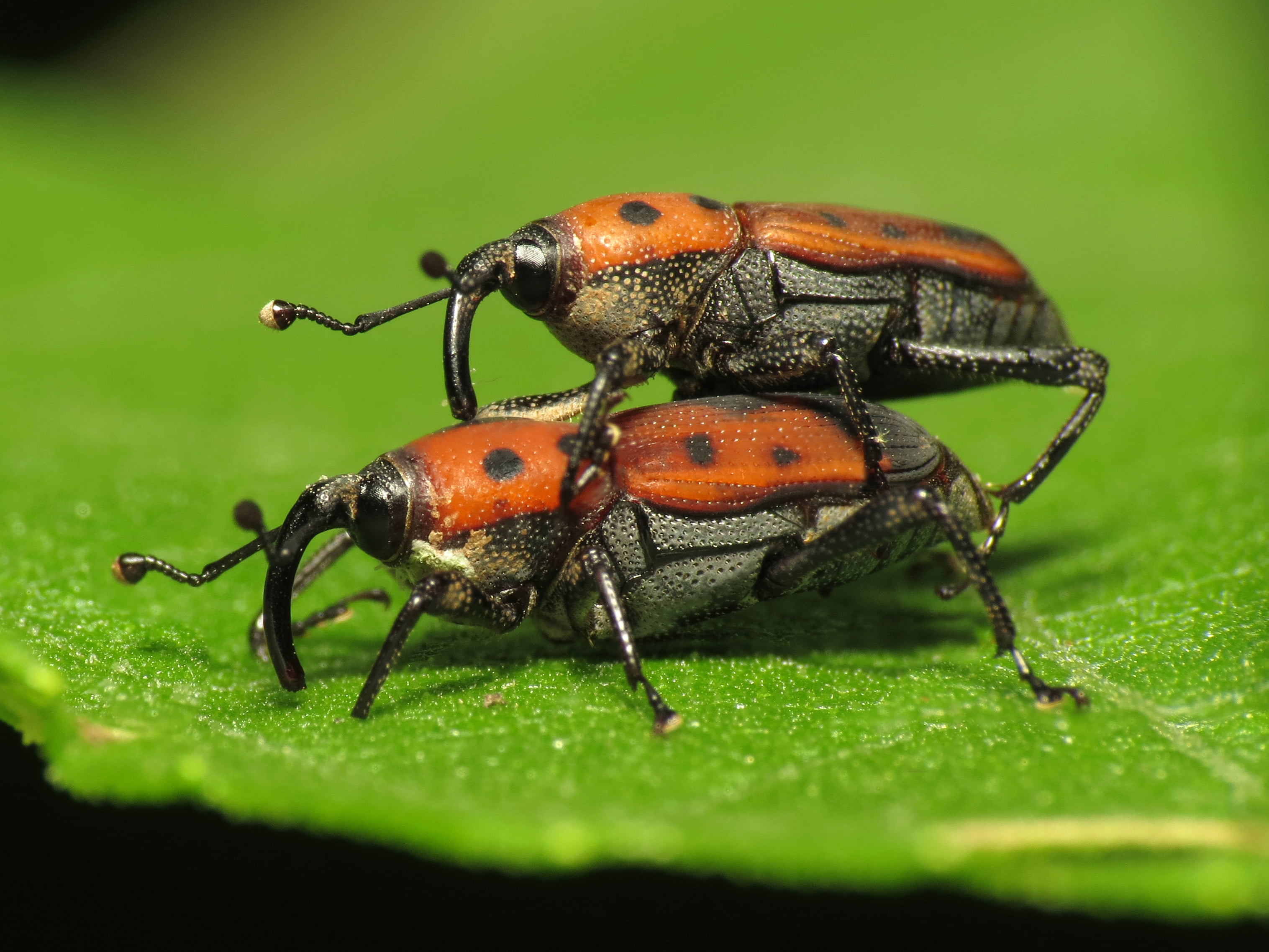 Mating, green leaf, Life on Earth, taxonomy, DC, macro, green, Rock Creek Park, Insect, brown, Curculionidae, Park  Life, binomial, DCR, animal, 2K, black beetle, HD Wallpaper