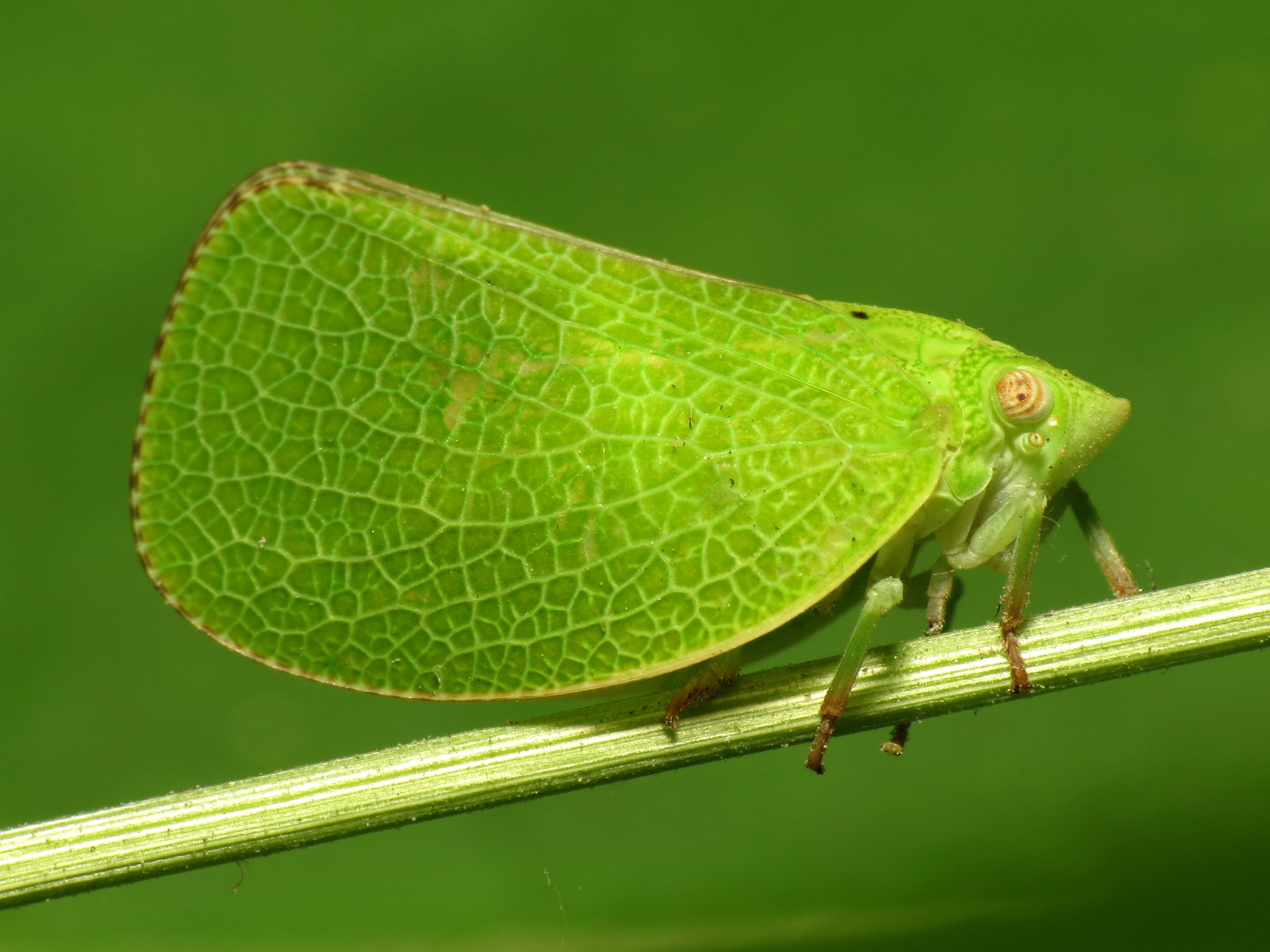 Mt. Pleasant, macro, Arthropoda, HS, binomial, 2K, close-up, nature, Hemiptera, Acanalonia, green Color, DC, conica, Life on Earth, planthopper, macro photography, HD Wallpaper