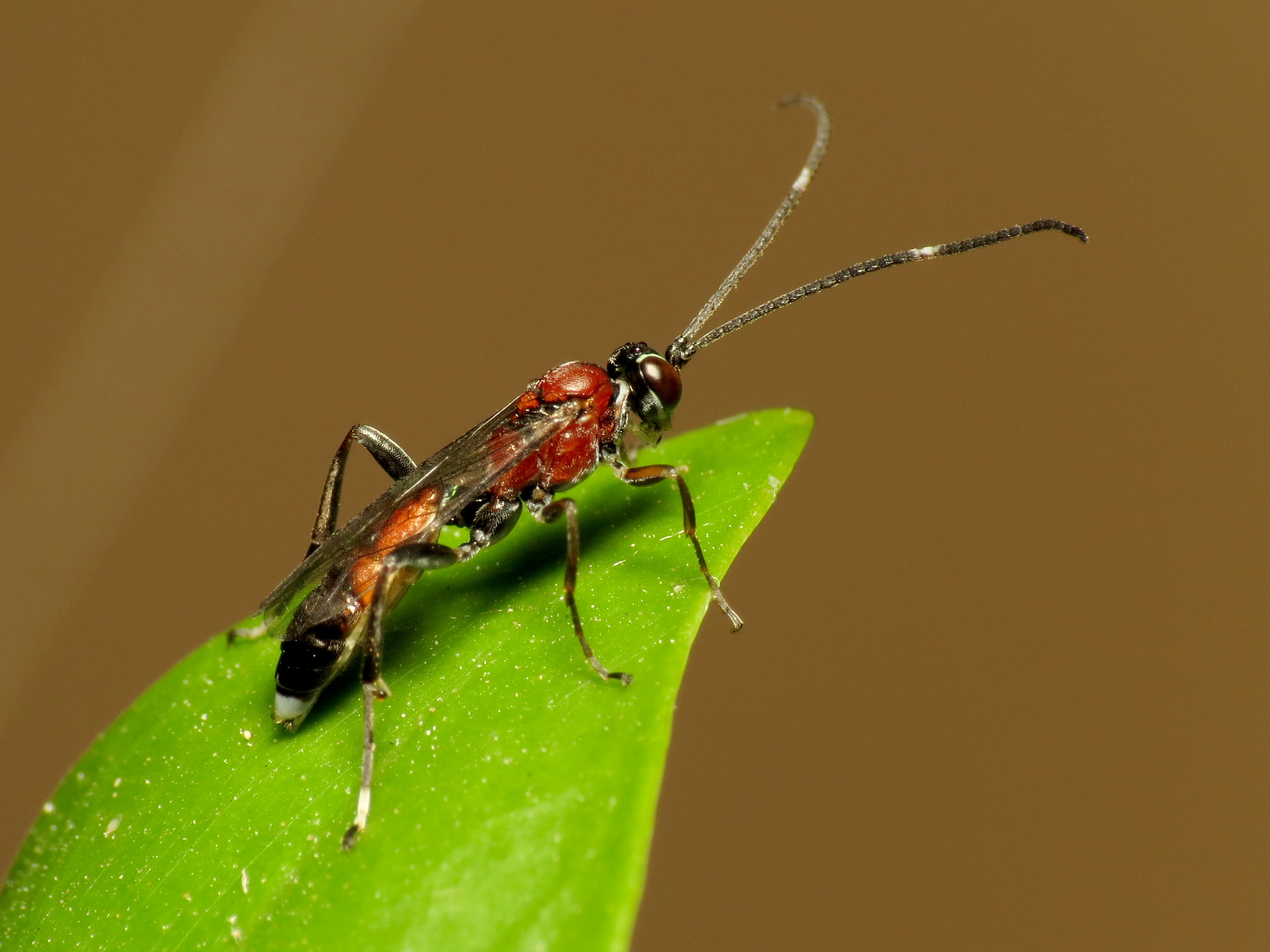 Canon Speedlite, Spain, parasitic wasp, animal, nature, winged insect, 2K, Arthropoda, brown, macro, green leaf, Els Poblets, Ichneumoninae, wildlife, HD Wallpaper