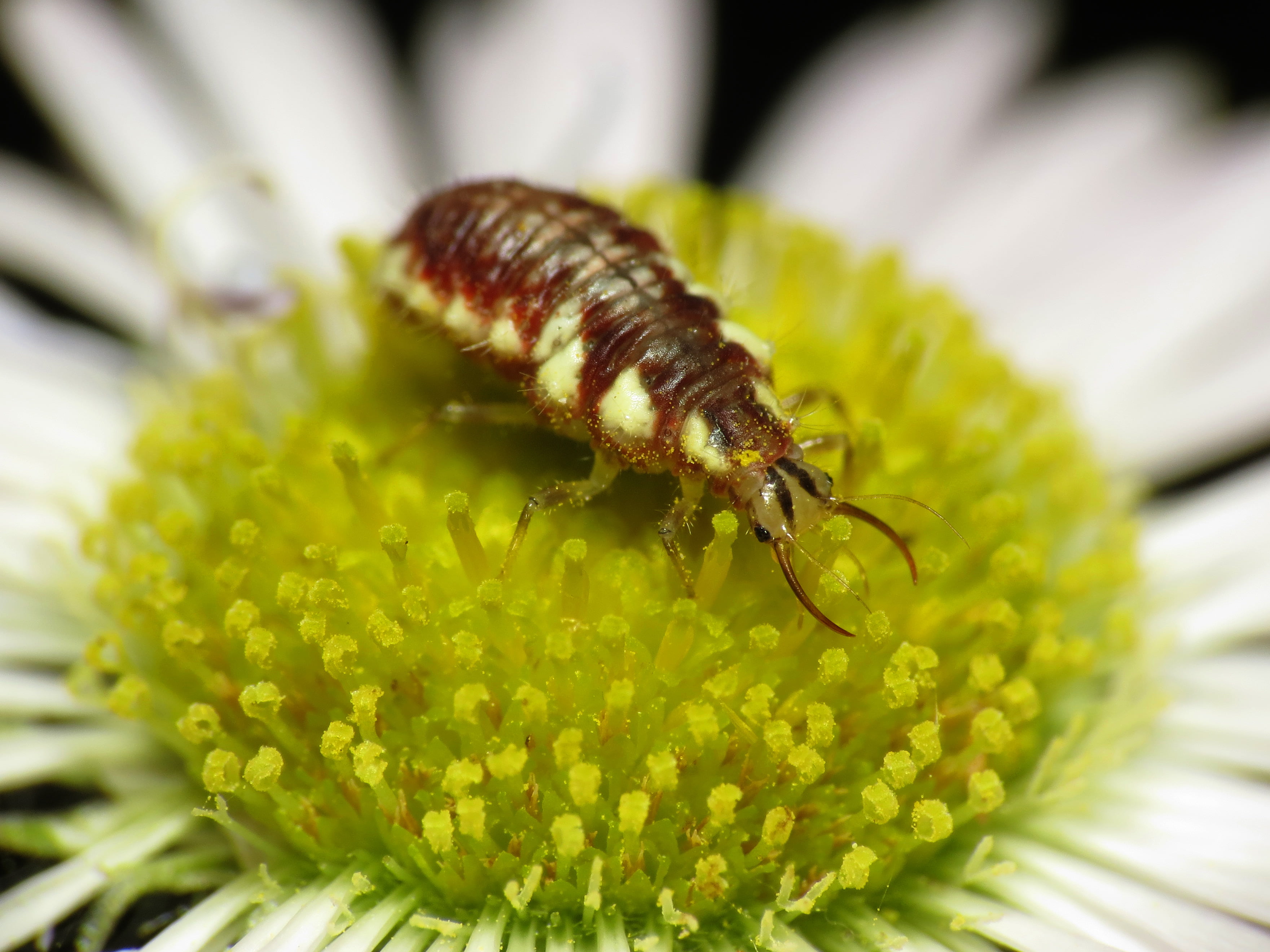 white, Green Lacewing, Insect, Rock Creek Park, Chrysopidae, petal, photography, green, Canon Powershot SX, Park  Life, multi, Life on Earth, larvae, Antlion, HD Wallpaper