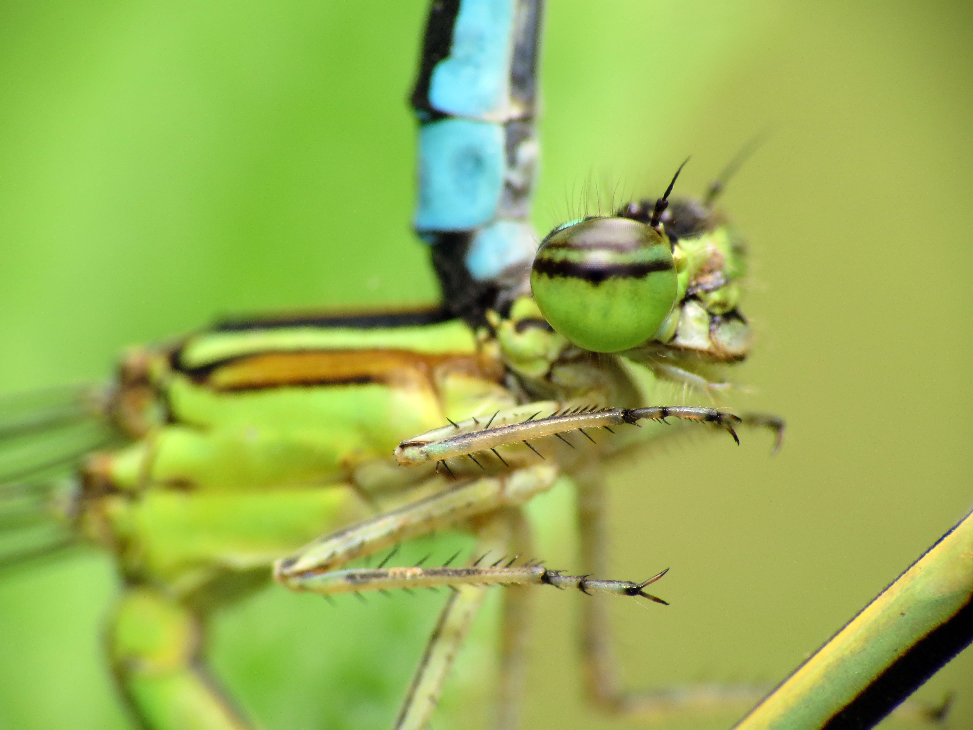 Bluets, Canon Powershot SX, Coenagrionidae, binomial, close-up, HS, Odonata, dragonfly, animal, DCR, wildlife, Park  Life, Mating, green, nature, Stream, HD Wallpaper