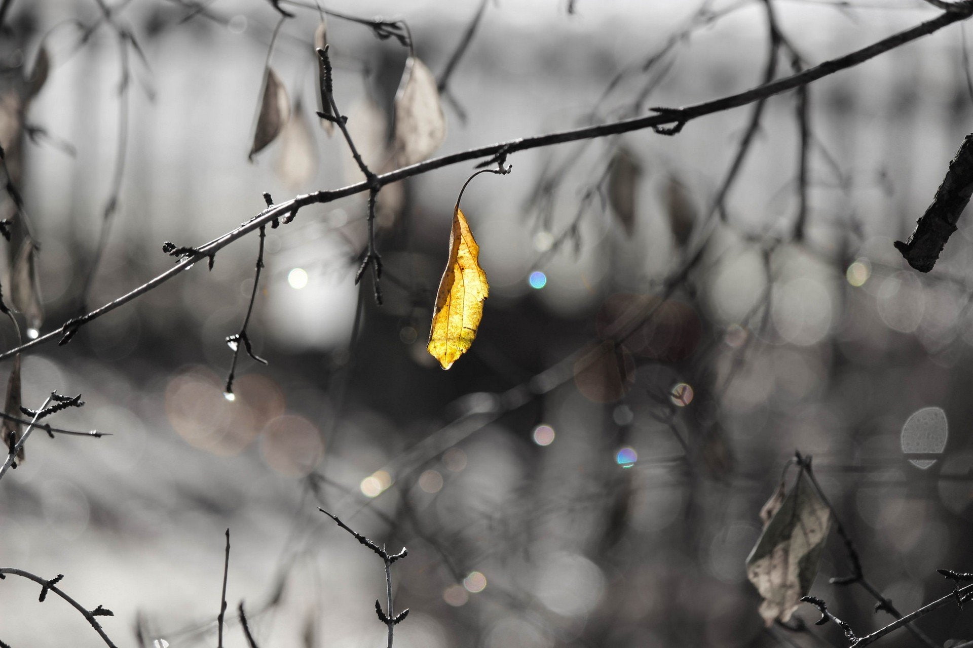 water, leaves, water drops, aircraft, art, 1920x1280 px, 1080P, hd, x, drops, space, px, HD Wallpaper
