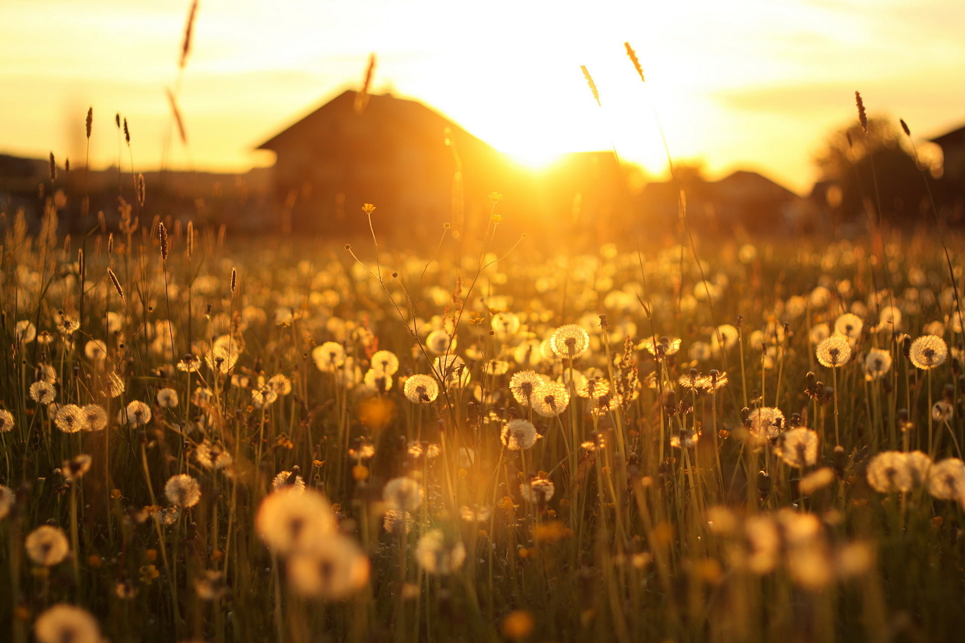 Field, sunlight, art, hd, 1080P, d, x, Flowers, 1920x1280 px, abstract, plants, px, Yellow, cg, HD Wallpaper