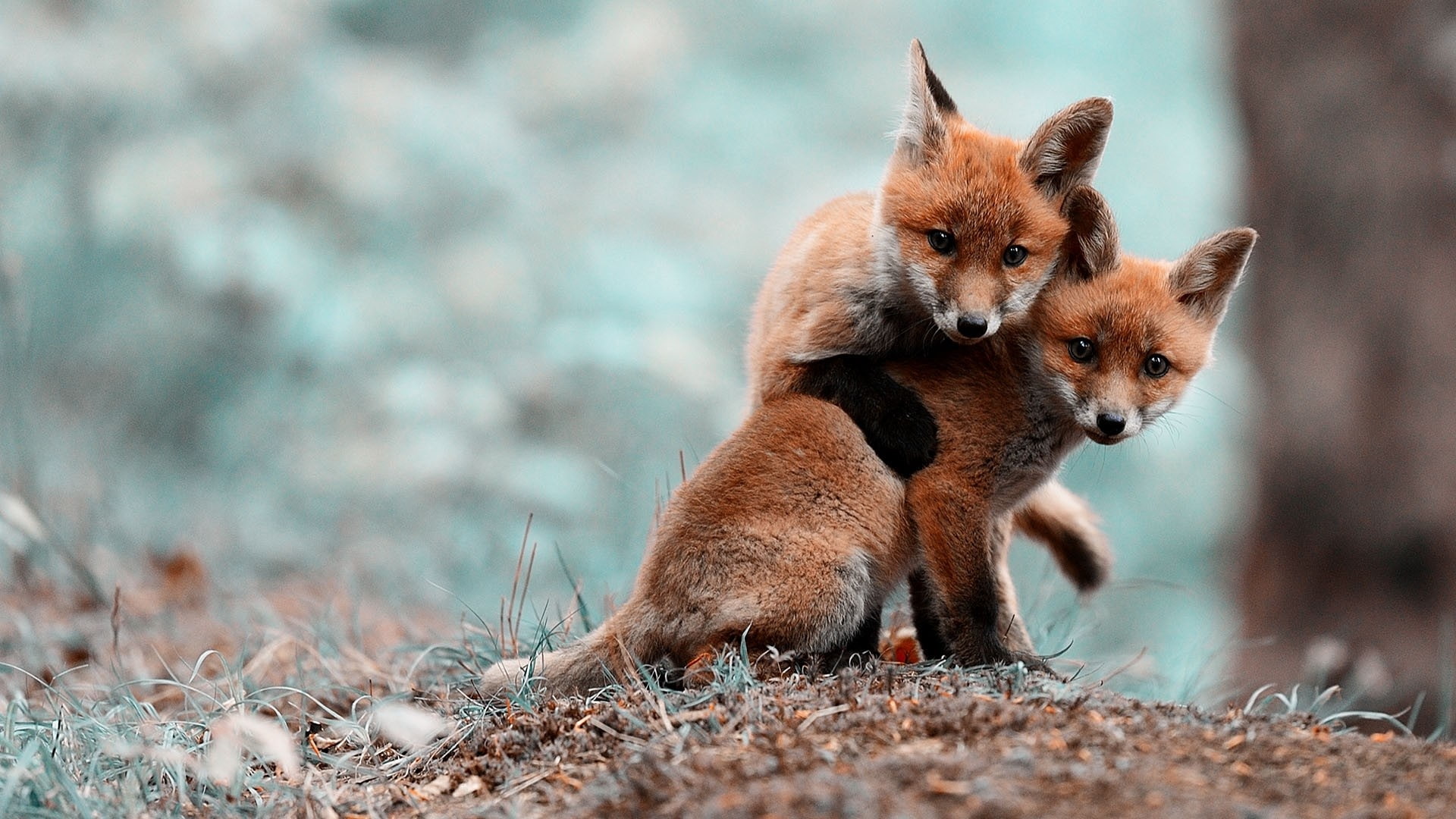 field, 1080P, coffee color, photography, playing, depth, animals, coffee, fox, depth of field, cute, small, color, HD Wallpaper