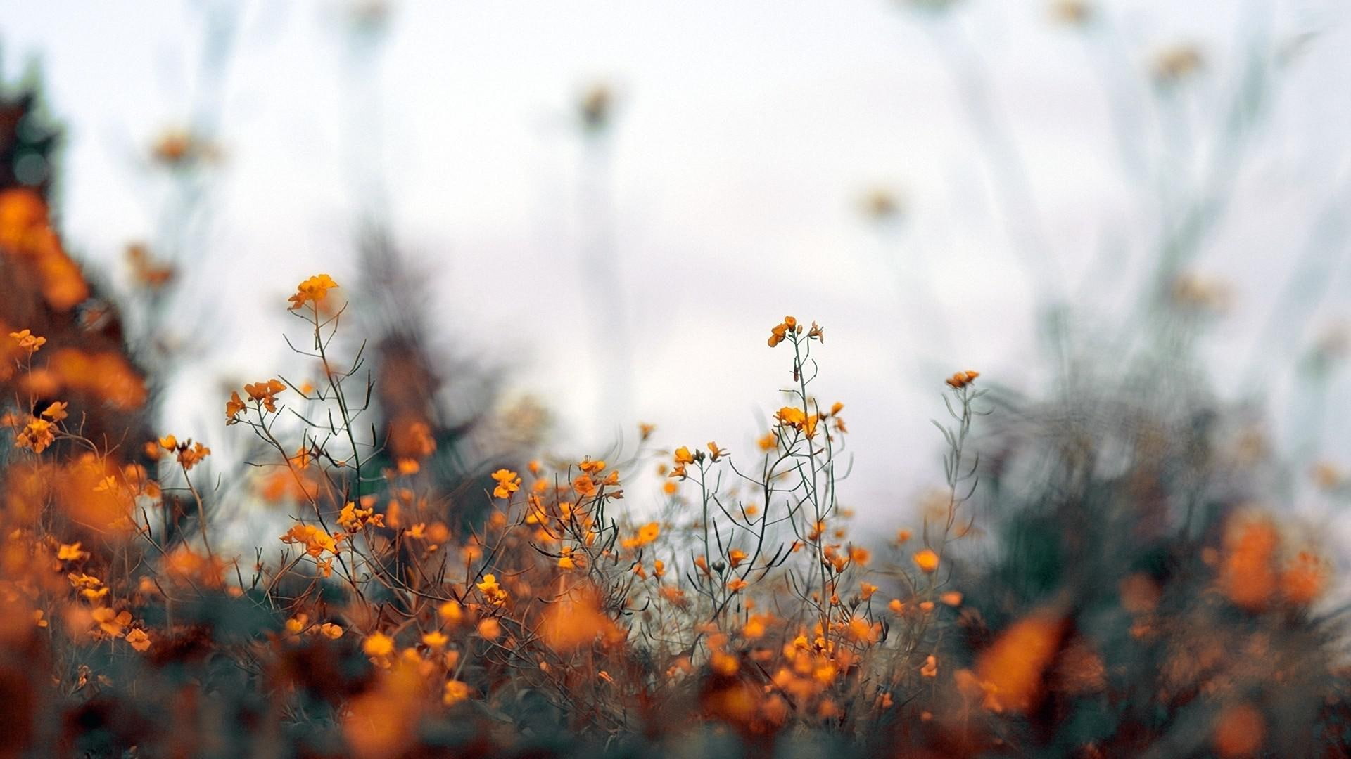 depth, field, 1080P, pictures, plants, nature, flowers, desktop, HD Wallpaper