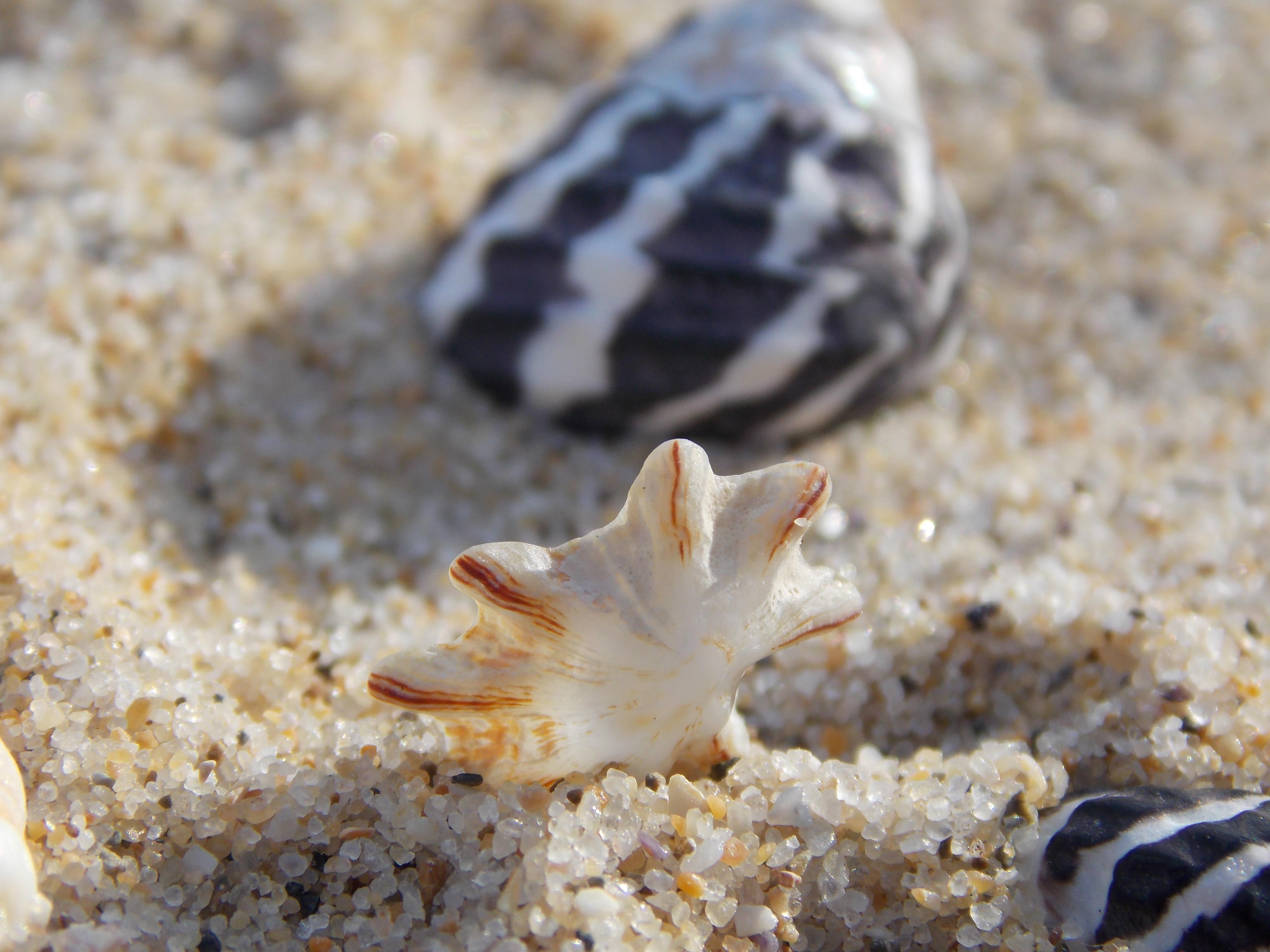 macro, nature, 4K, shels, beaches, HD Wallpaper
