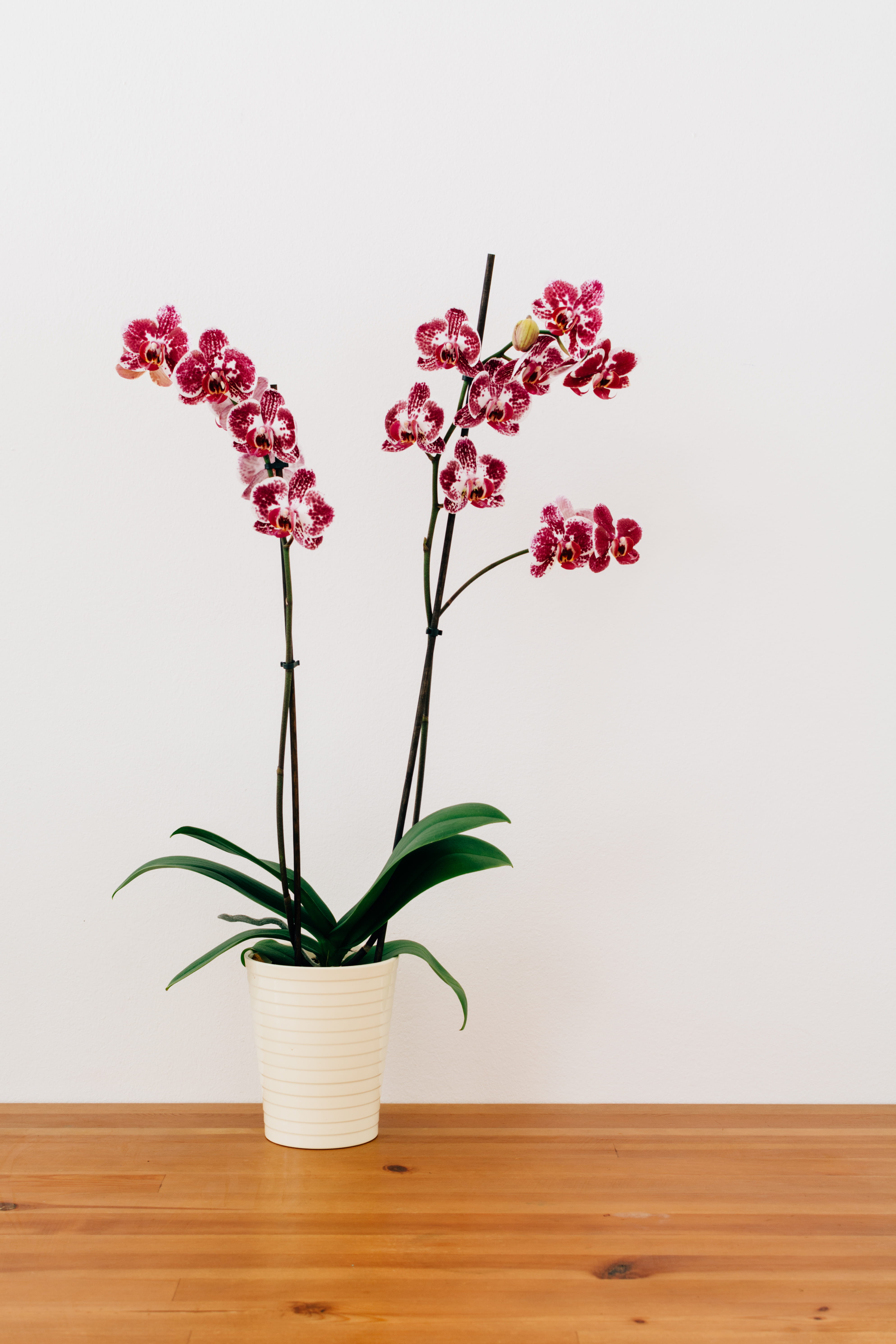 moth, bunch of flowers, freshness, table, petal, flower, fragility, close-up, purple, 5K, flowers, ceramic, wall, stem, orchid, beauty in nature, no people, Phone HD Wallpaper