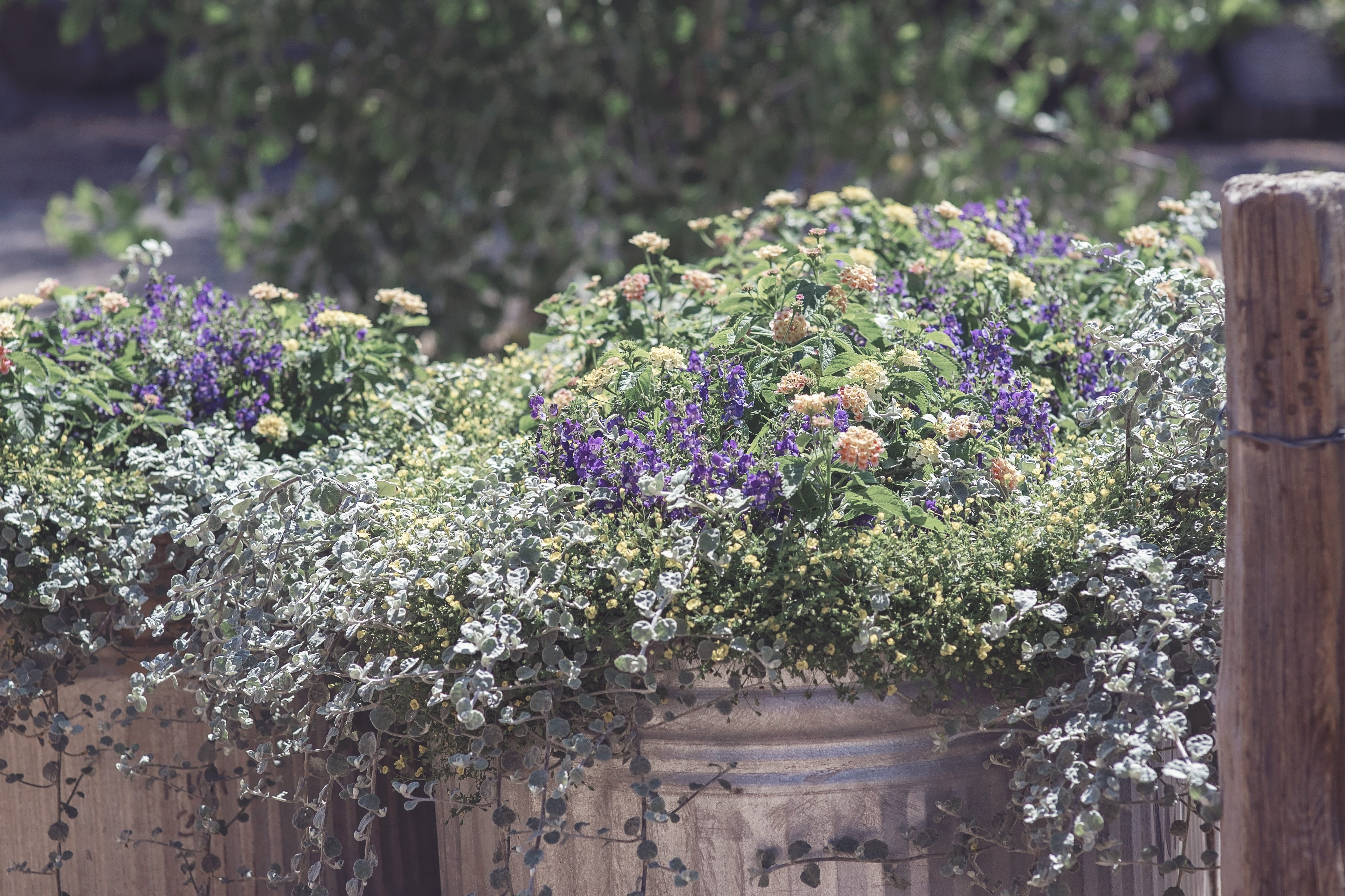 floral, petal, no people, holiday, purple, design, wood, flower arrangement, 4K, garden, sunlight, vulnerability, nature, day, close-up, vases, gardening, HD Wallpaper