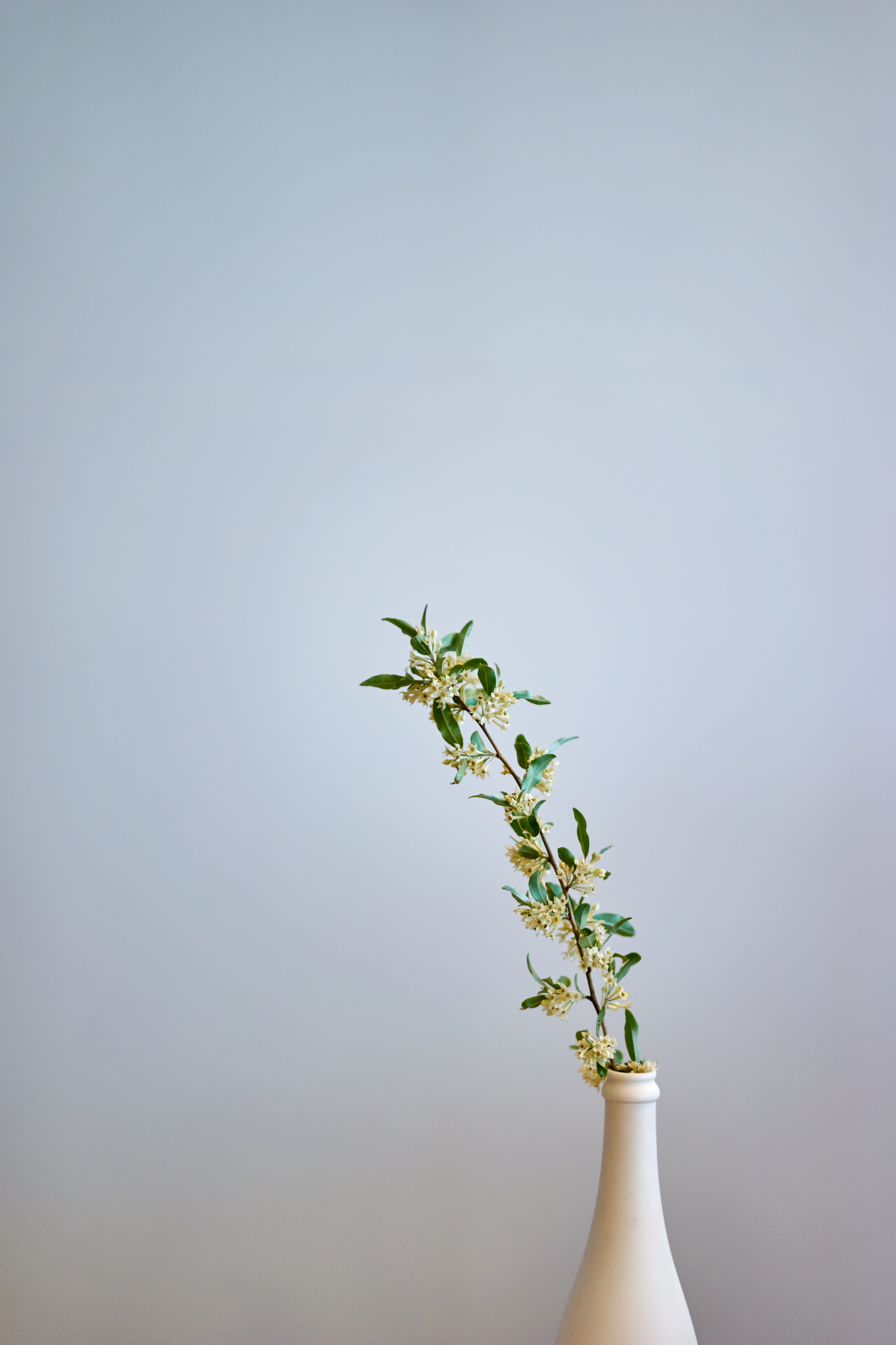 flower head, interior design, leaves, table, leaf, bouquet, 5K, plant part, japan, flower, minimal, freshness, indoors, plant, white, minimum, close-up, Phone HD Wallpaper