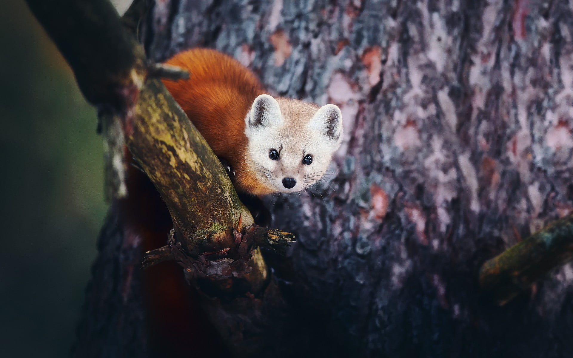 nature, plant, animal head, animal themes, vertebrate, rodent, tree, looking at camera, outdoors, trunk, day, whisker, mammal, animals in the wild, tree trunk, HD Wallpaper