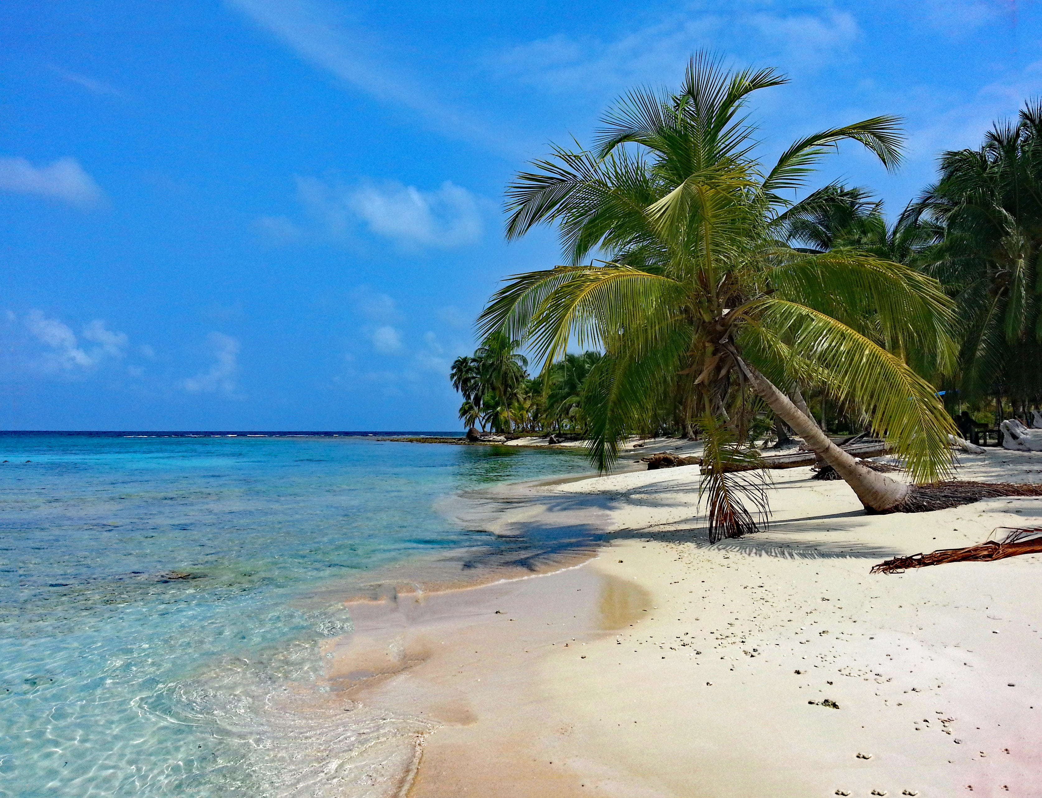 coconut, tranquil scene, idyllic, 2K, sky, guna yala, beauty in nature, beach, tree, tropical tree, horizon over water, day, isla diablo, caribbean, water, HD Wallpaper