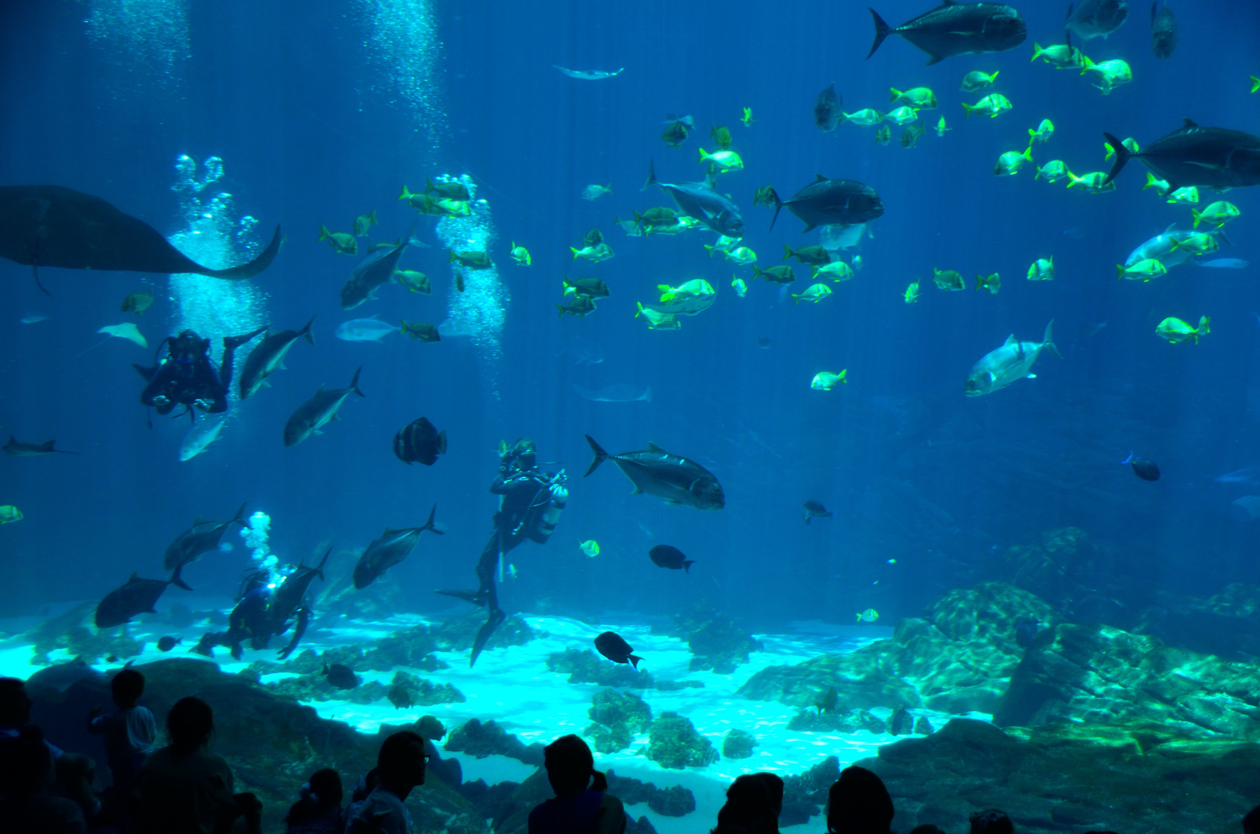 vertebrate, animal, animals in the wild, tank, fish, swimming, beauty, colorful, underwater, turquoise, tropical, animal themes, 4K, water, nature, group of animals, HD Wallpaper