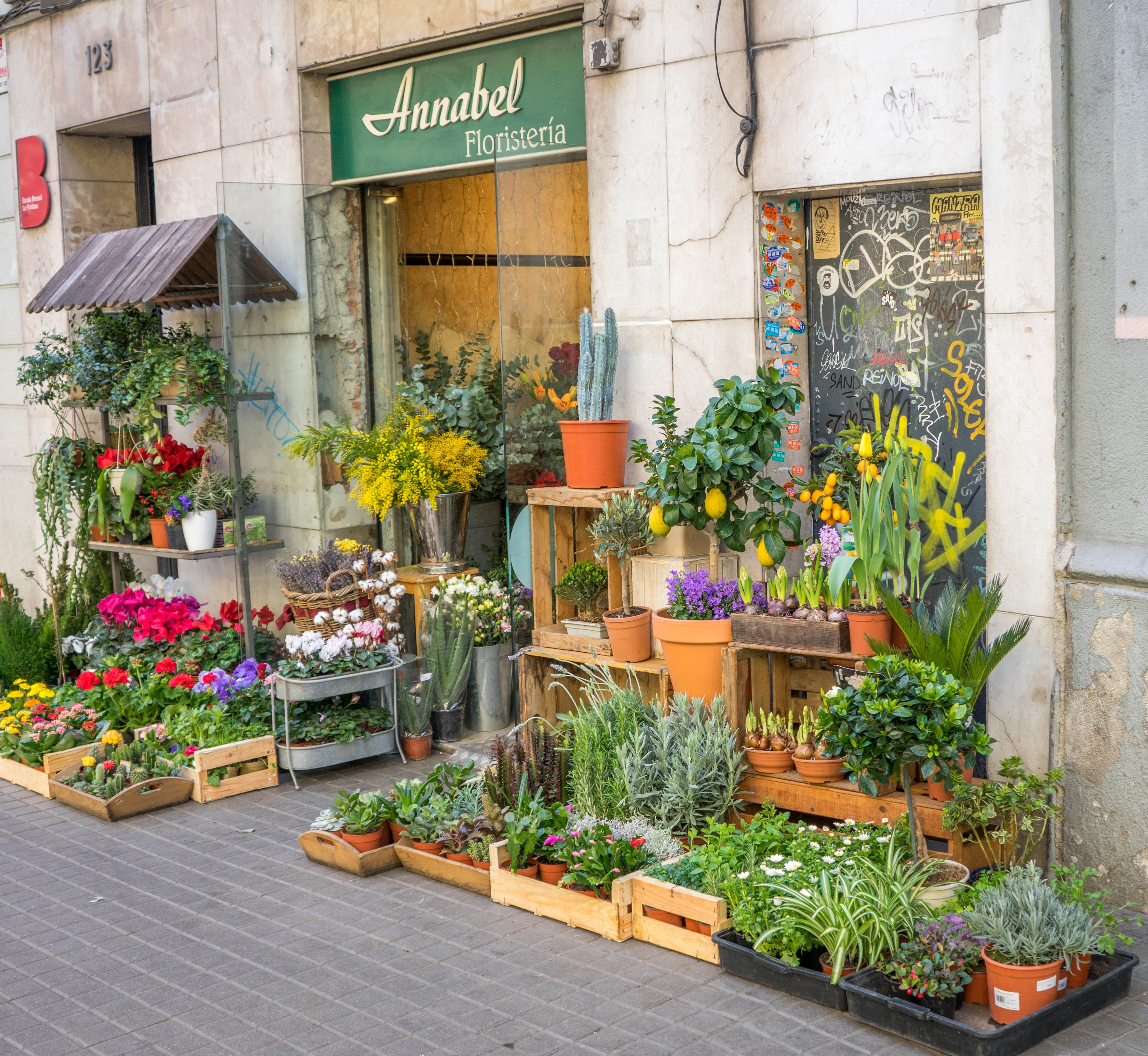 store, sign, europe, nature, barcelona, no people, flower pot, Spain, day, outdoors, flower, building exterior, annabel, potted plant, assorted, color, HD Wallpaper