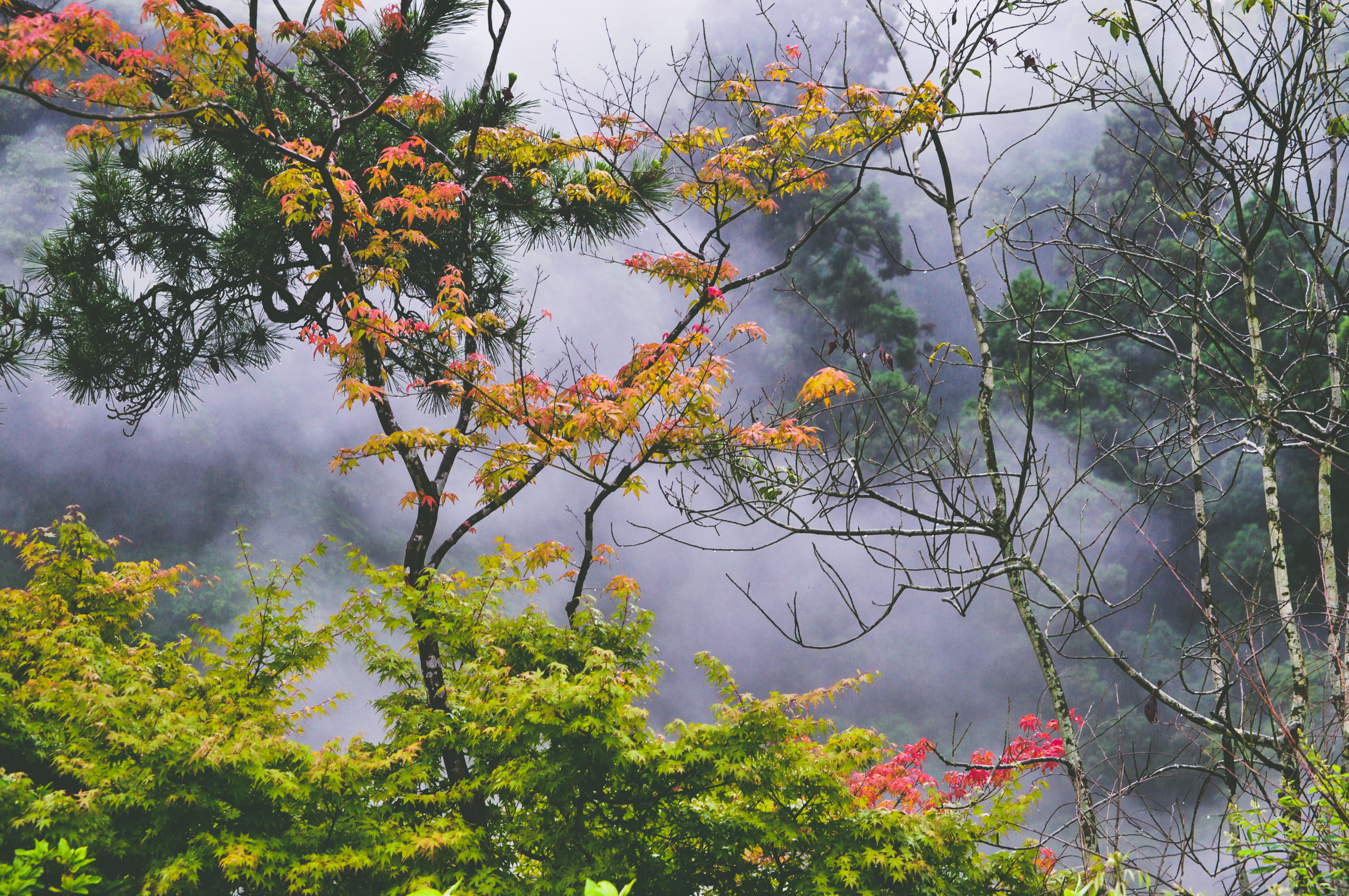 beauty, change, weather, mystery mysteriou, hot spring, green color, asian, mist, autumn, whimsical, rain, omniou, tree, no people, leafe, sky, branch, HD Wallpaper