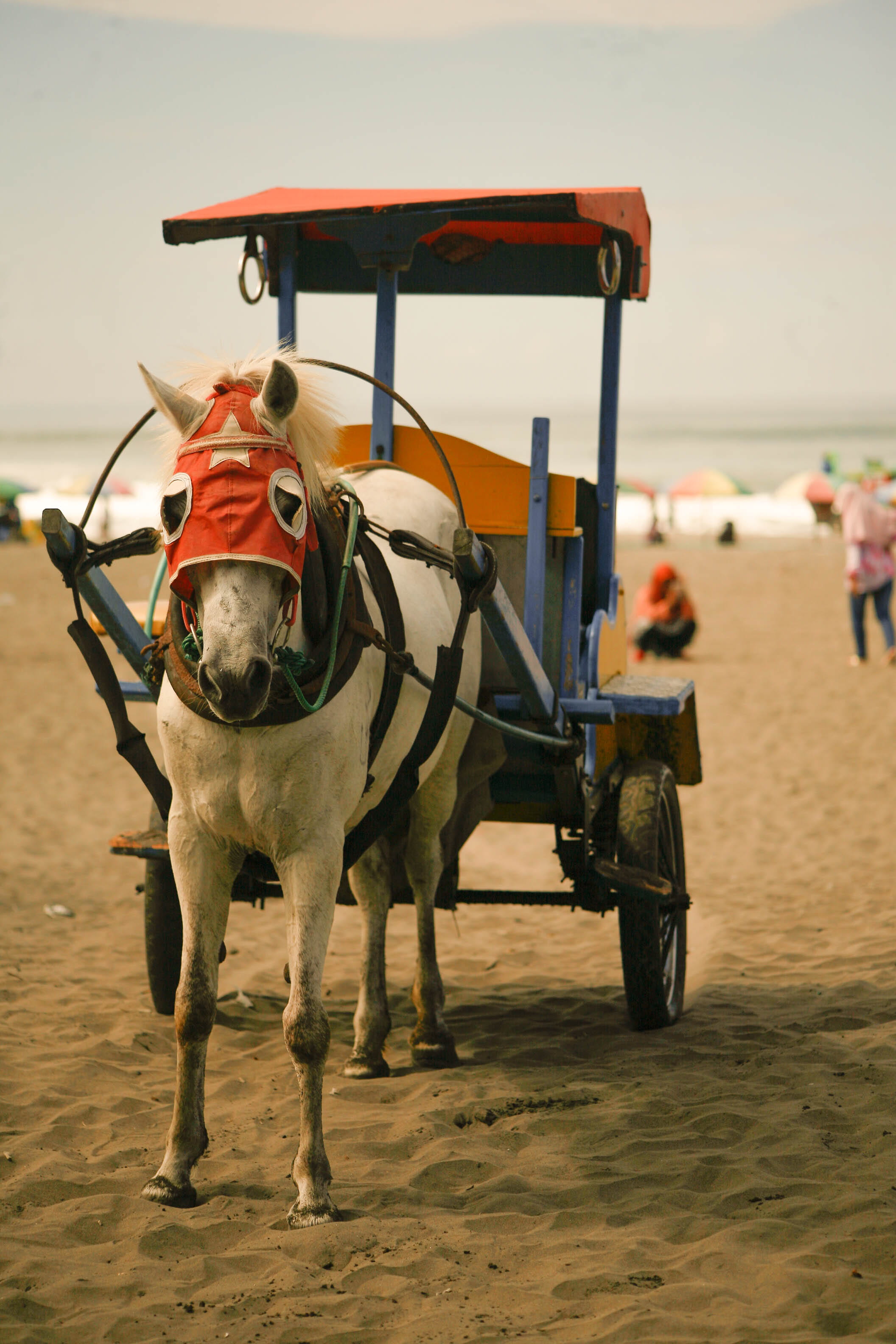 sea, animal, domestic animals, vertebrate, riding, cart, animal themes, mammal, hoodie, delman, outdoors, trailer, waiting, transportation, horse hoodie, Phone HD Wallpaper