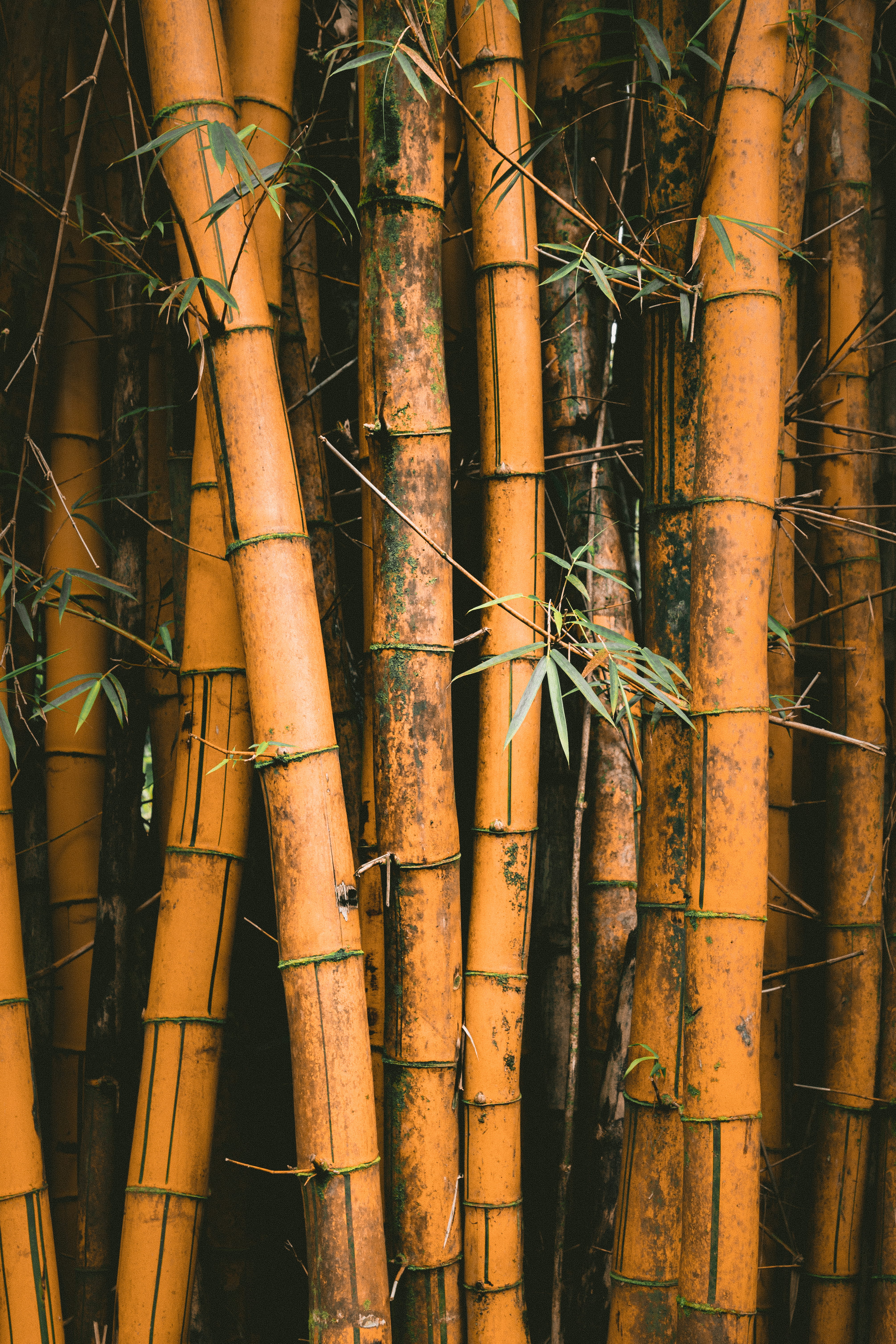 full frame, nature, national geographic, hard, bamboo, bamboos, backgrounds, paradise, 5K, exploring, land, tangled, tranquility, forest, photo, bamboo - plant, Phone HD Wallpaper