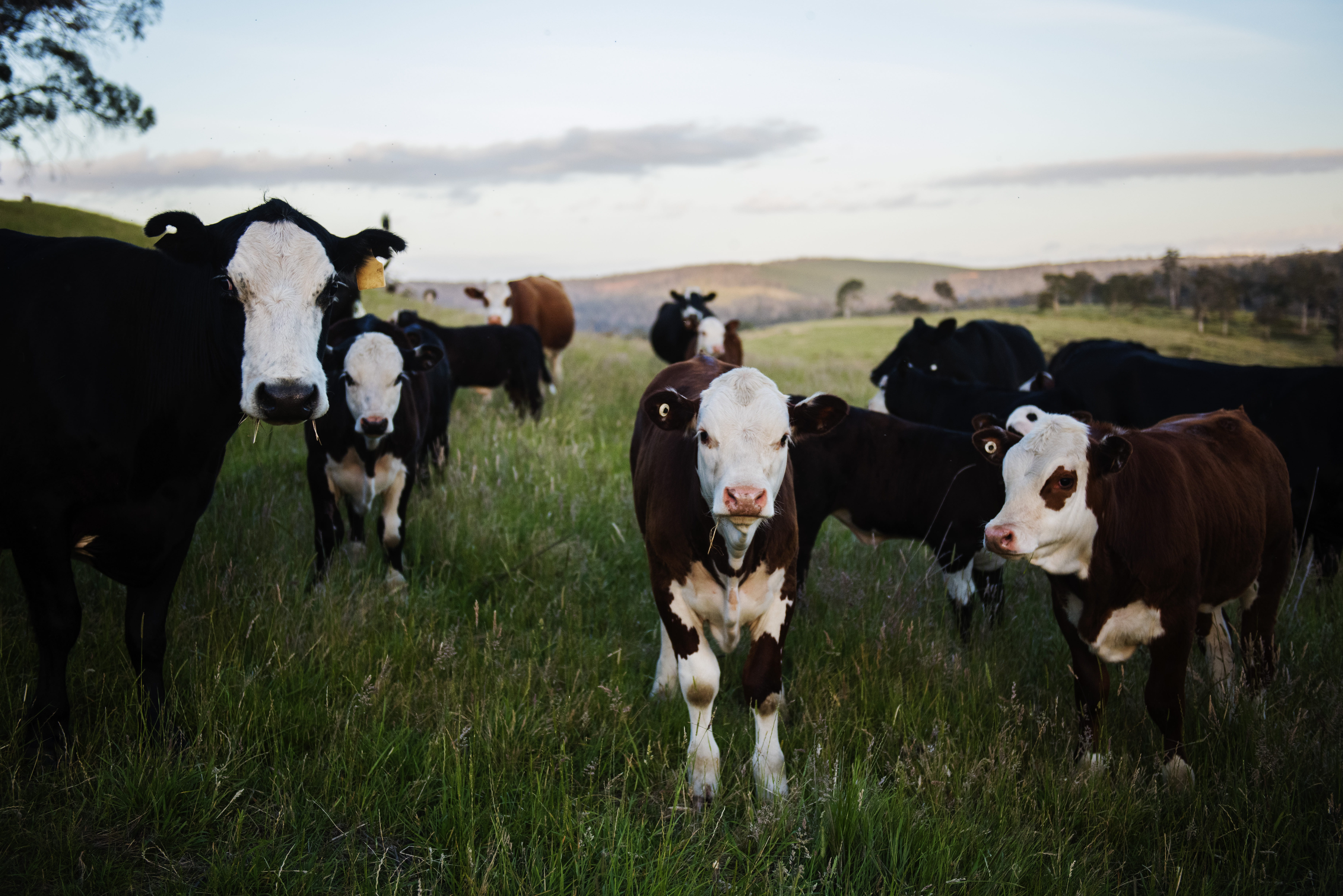 grassland, cattle, hayfield, cows, land, domestic cattle, mammal, country, 5K, domestic animals, outdoors, group of animals, animal, agriculture, vertebrate, HD Wallpaper