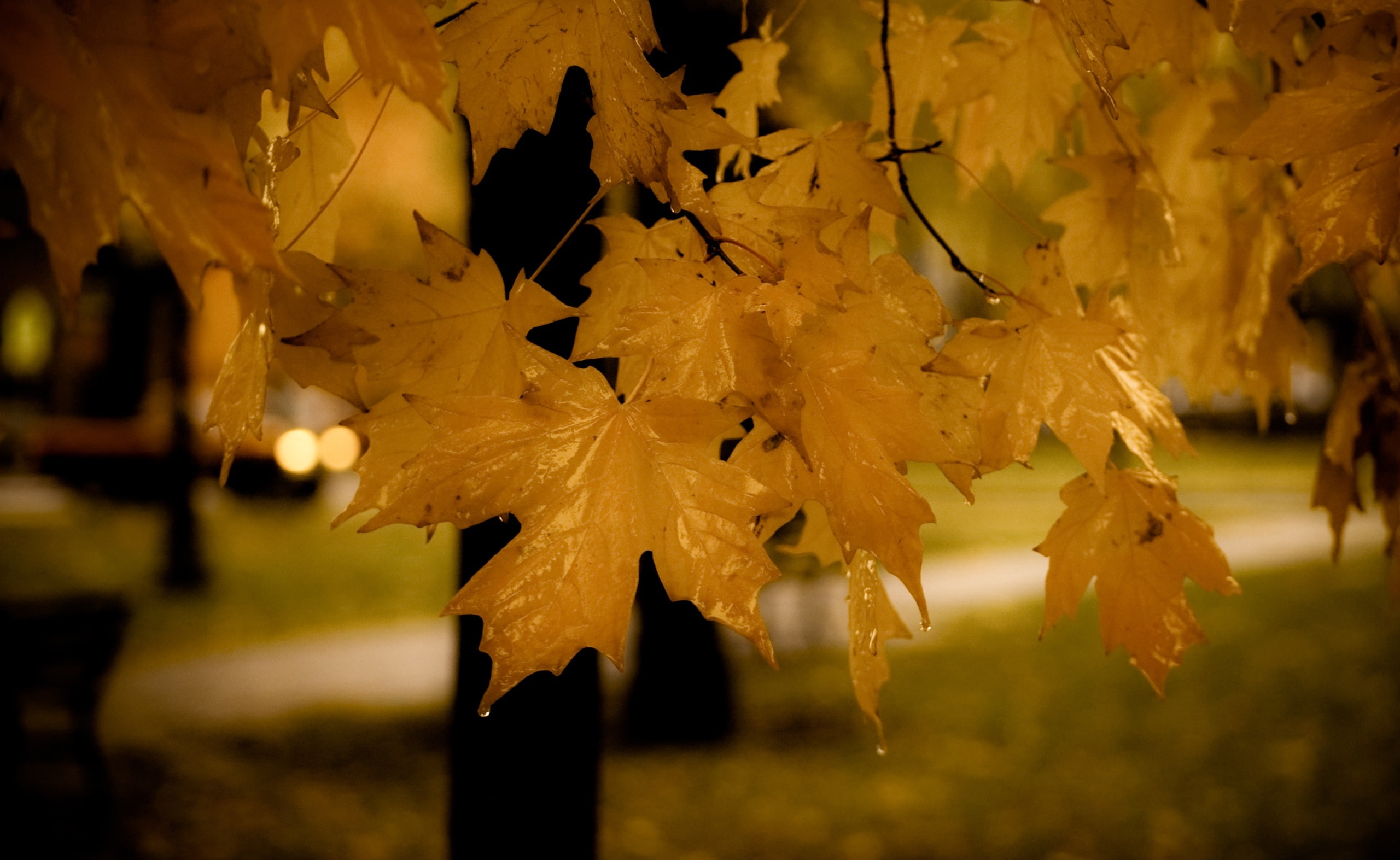 plant part, autumn collection, maple tree, focus on foreground, tree, leaf, plant, maple leaf, day, selective focus, 2K, fall, nature, Autumn, maple, no people, HD Wallpaper